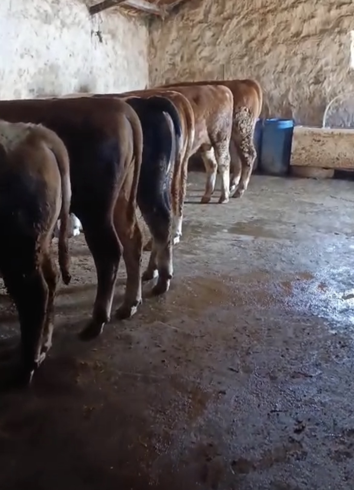 7-12 aylık boğa simental