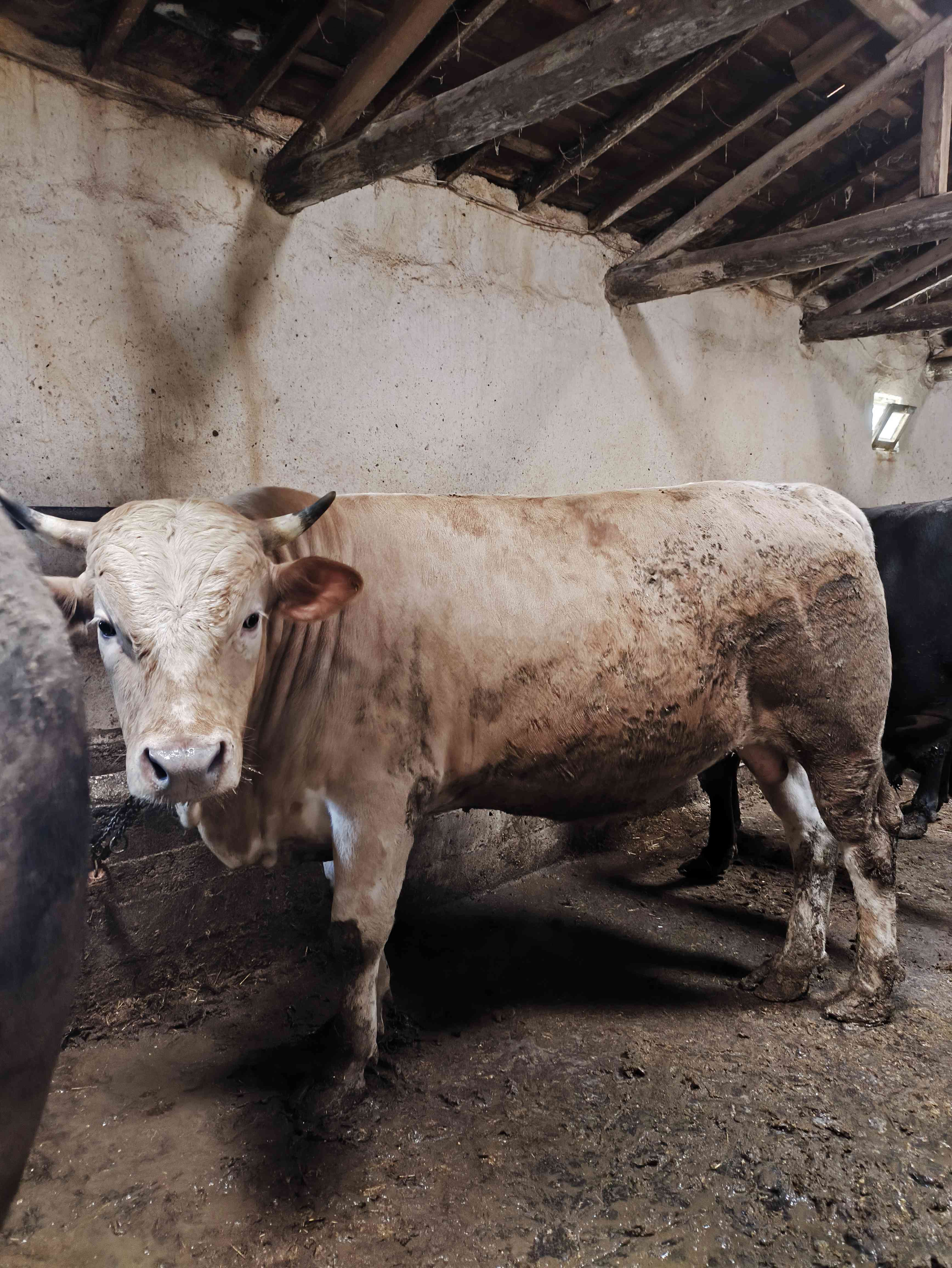 Kurbanlık dana