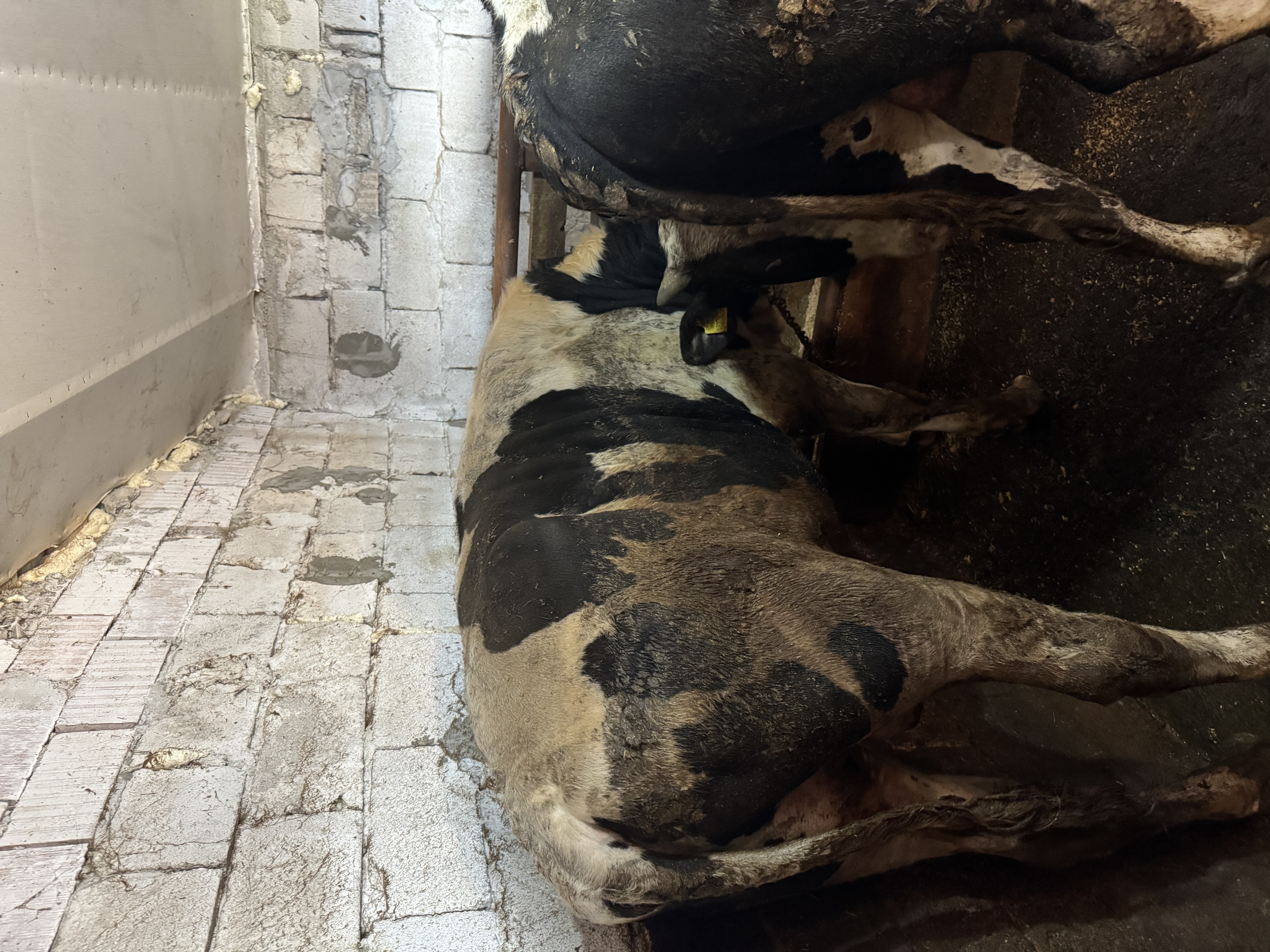 15 aylık danlar montofon simentel akbaş holstein