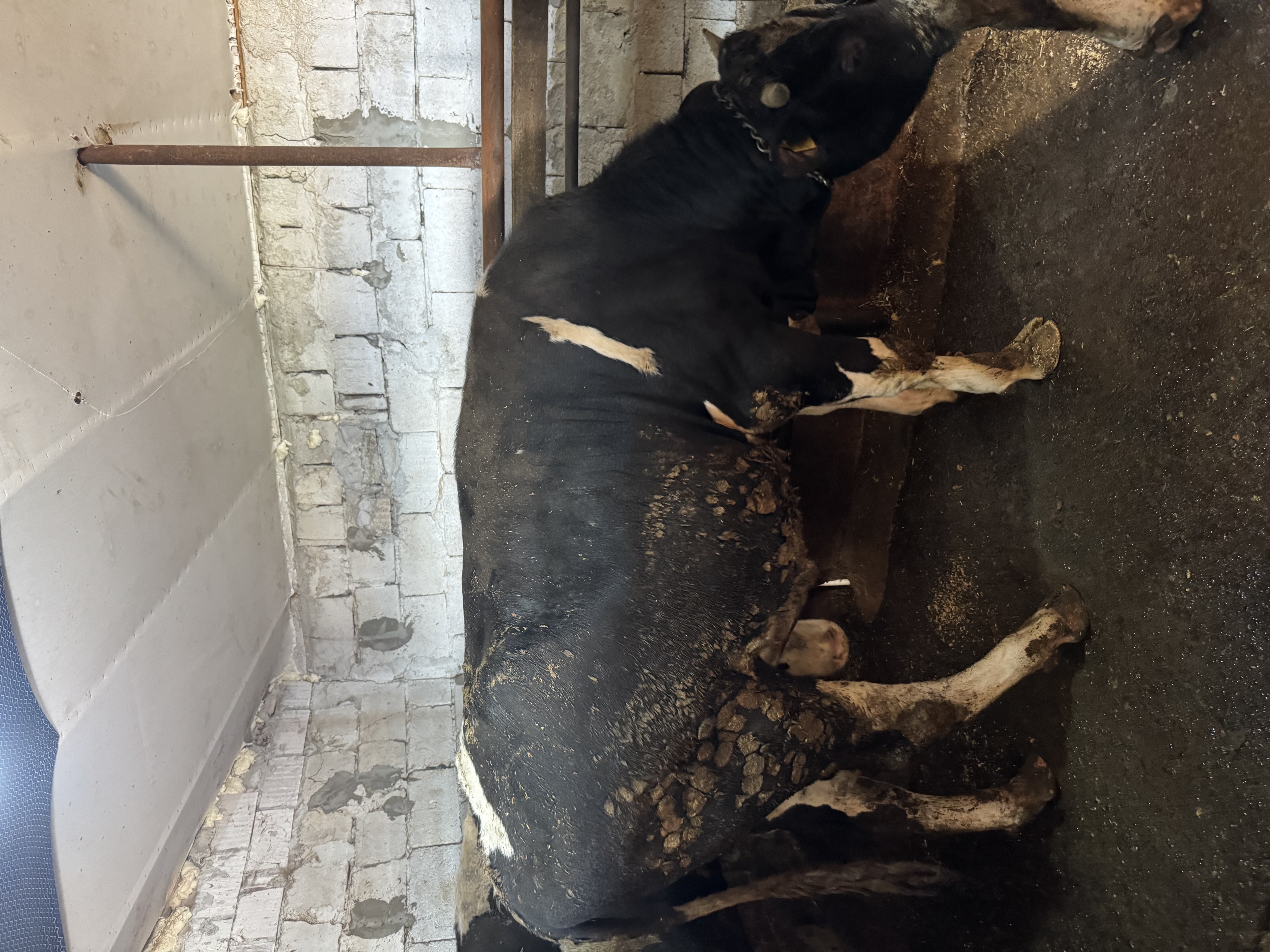 15 aylık danlar montofon simentel akbaş holstein