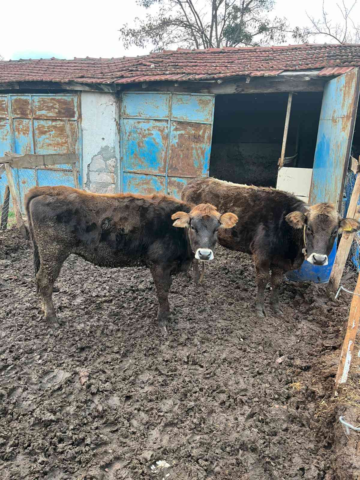 Jersey gebe düveler