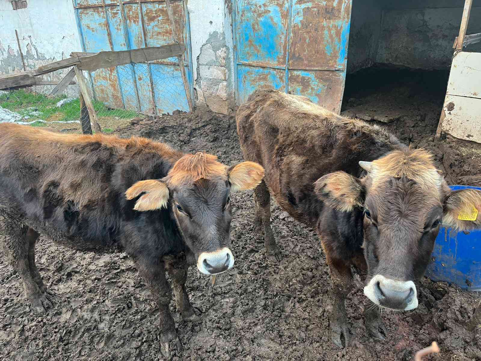 Jersey gebe düveler