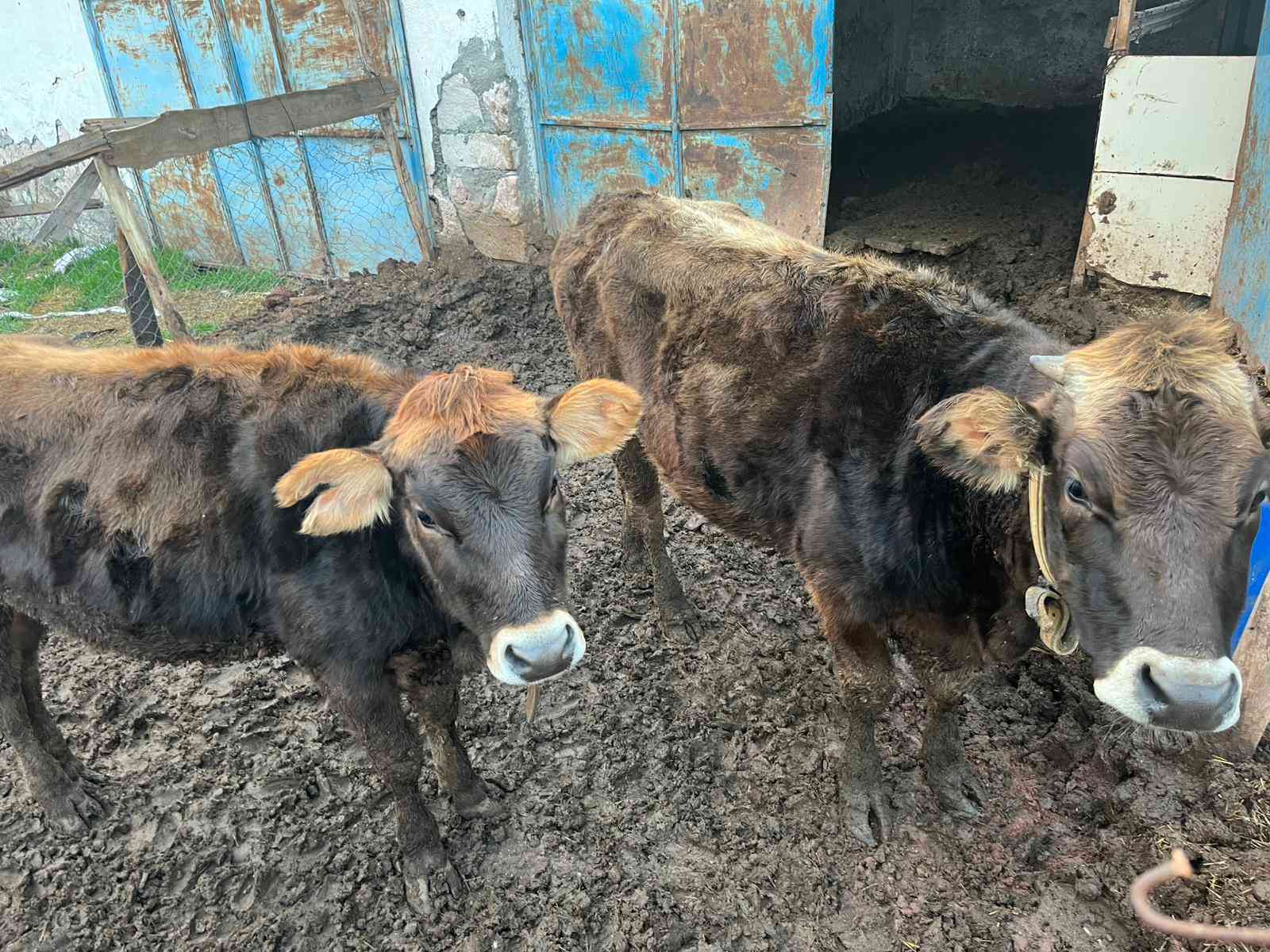Jersey gebe düveler