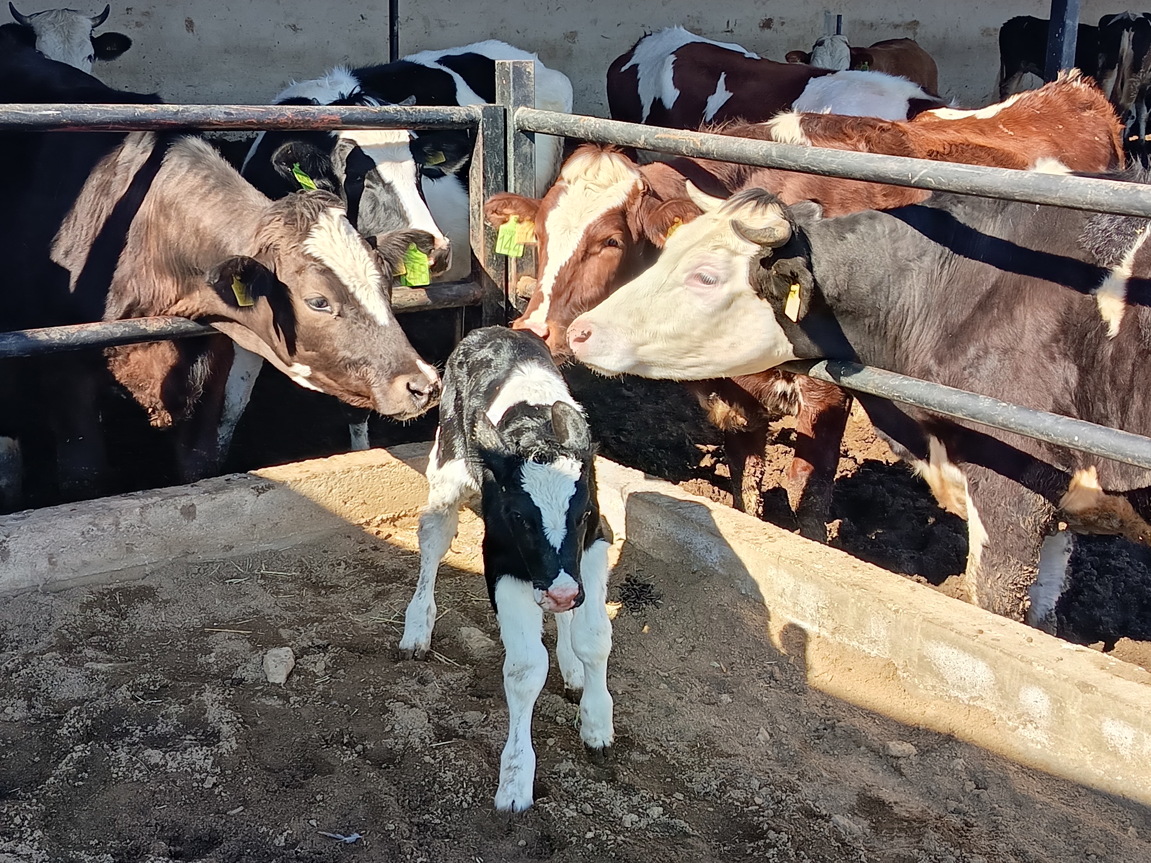 ENES DAMIZLIK DÜVE MERKEZİ        Damızlık Holstein ve Simental  Gebe Düvelerimiz Banka Kredisine Uygun