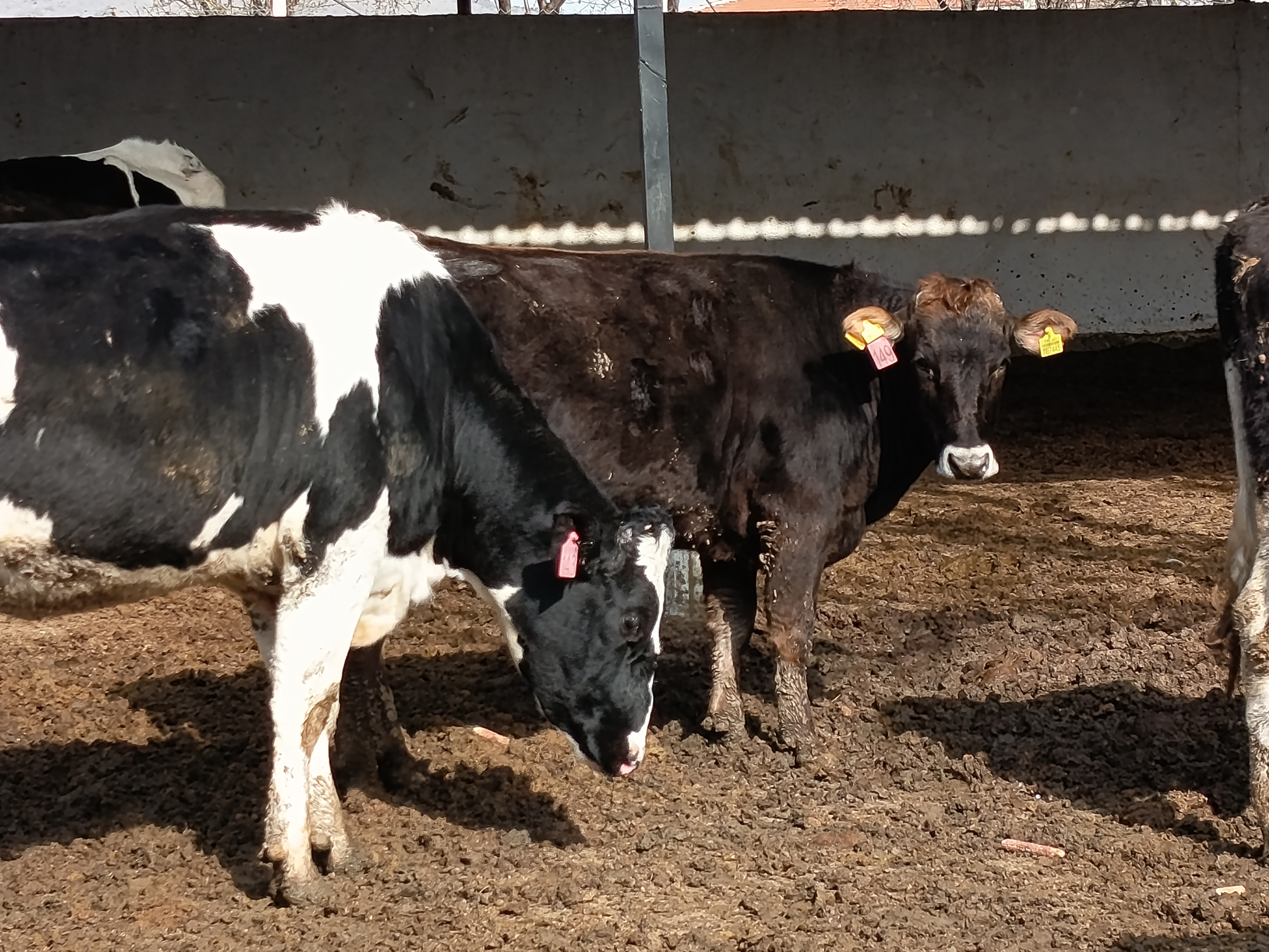 ENES DAMIZLIK DÜVE MERKEZİ        Damızlık Holstein ve Simental  Gebe Düvelerimiz Banka Kredisine Uygun
