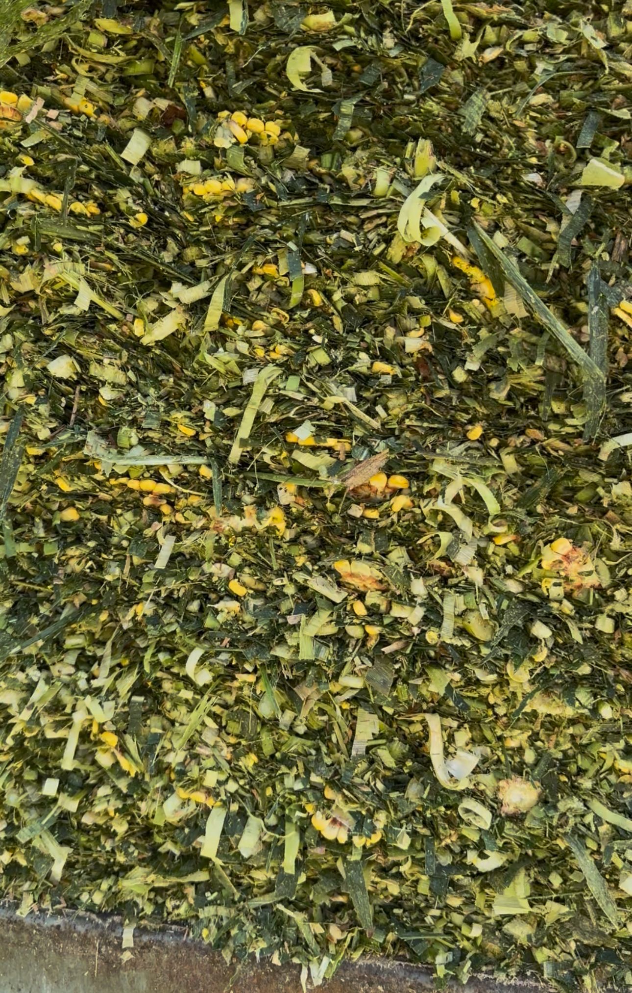 1inci Ekim silajlarimiz