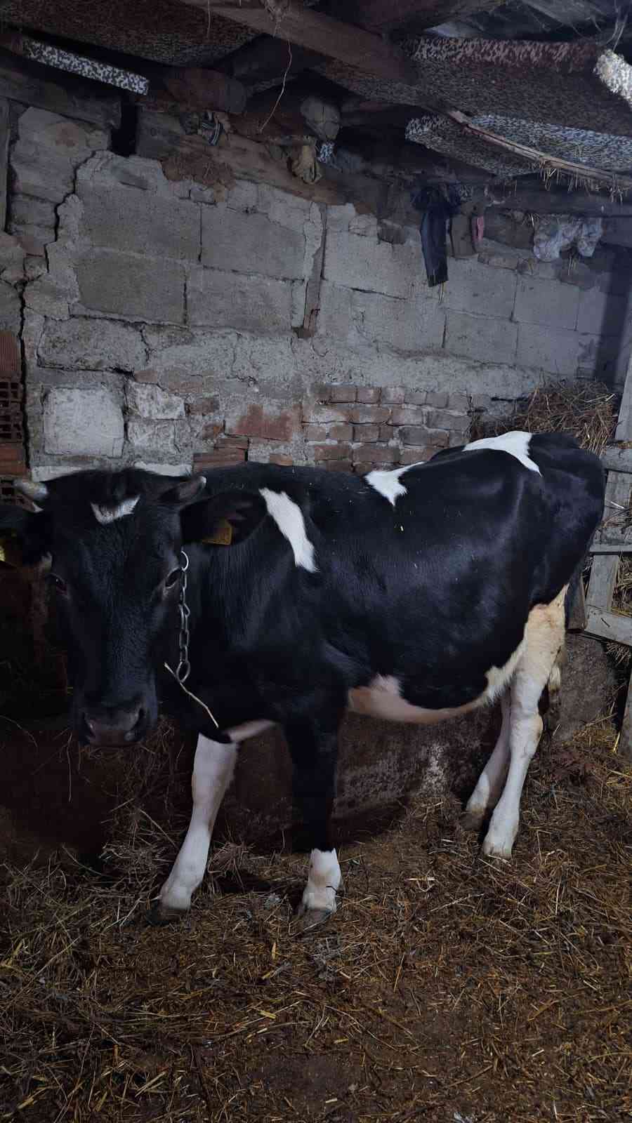 3 lü holştein inek ve buzak