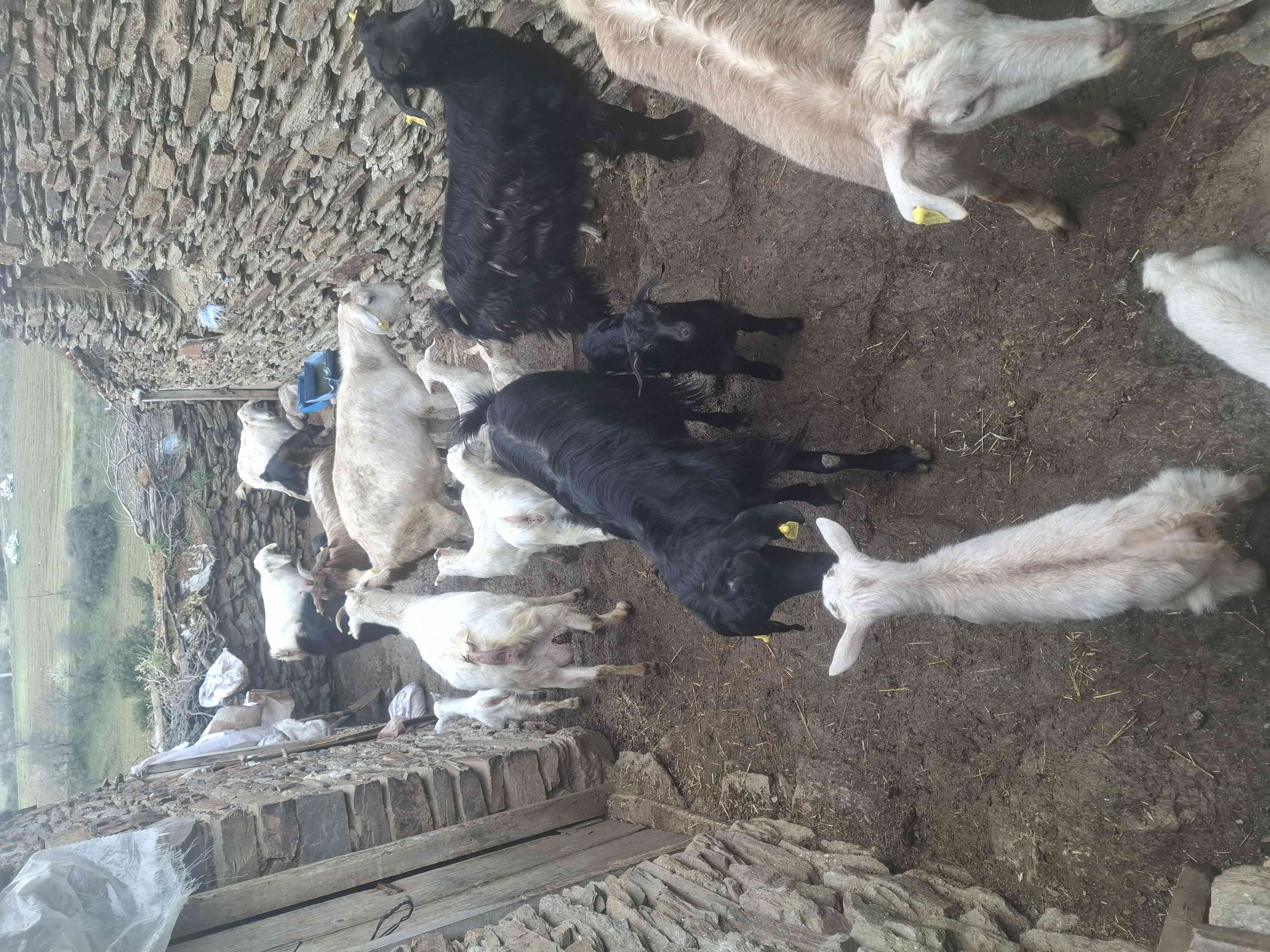 Halep