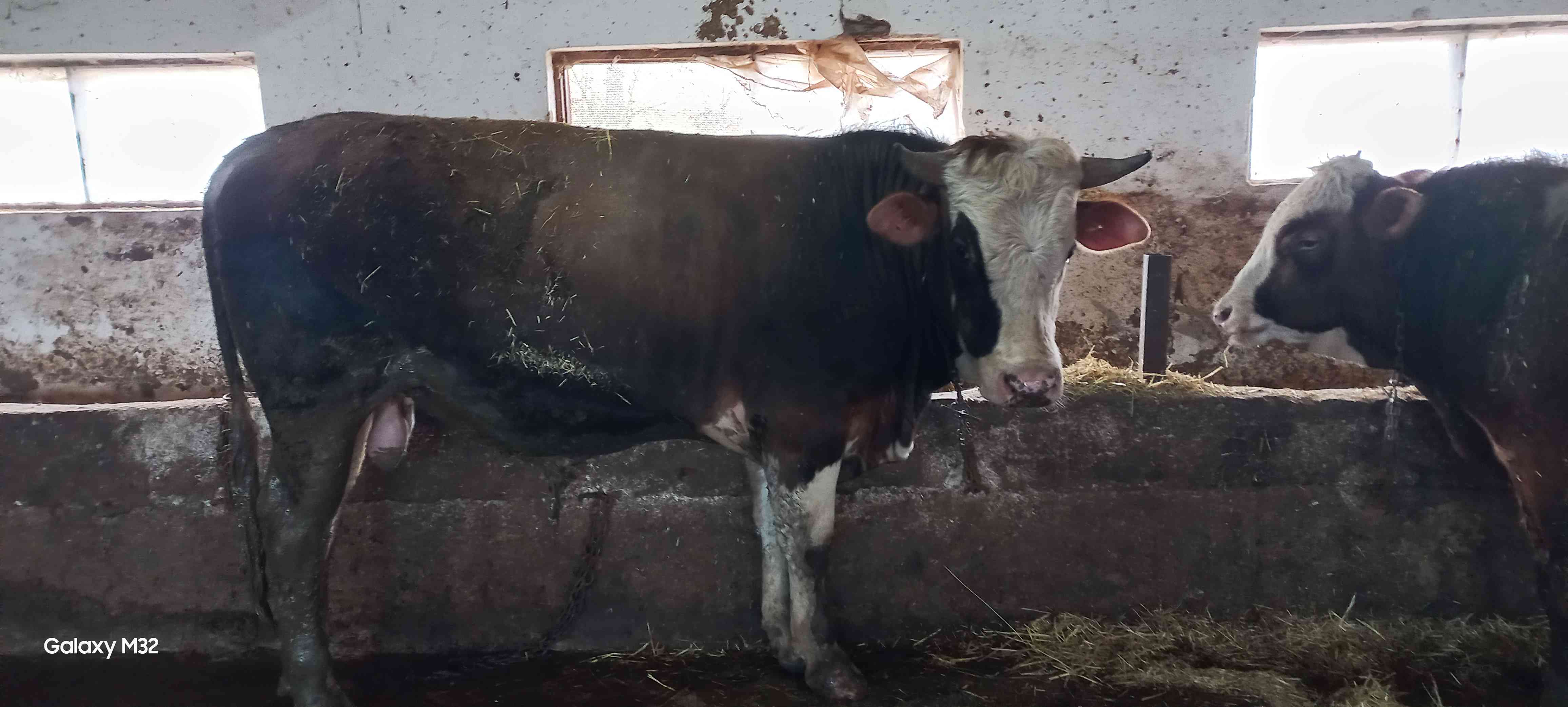 kurbanlık dana düve