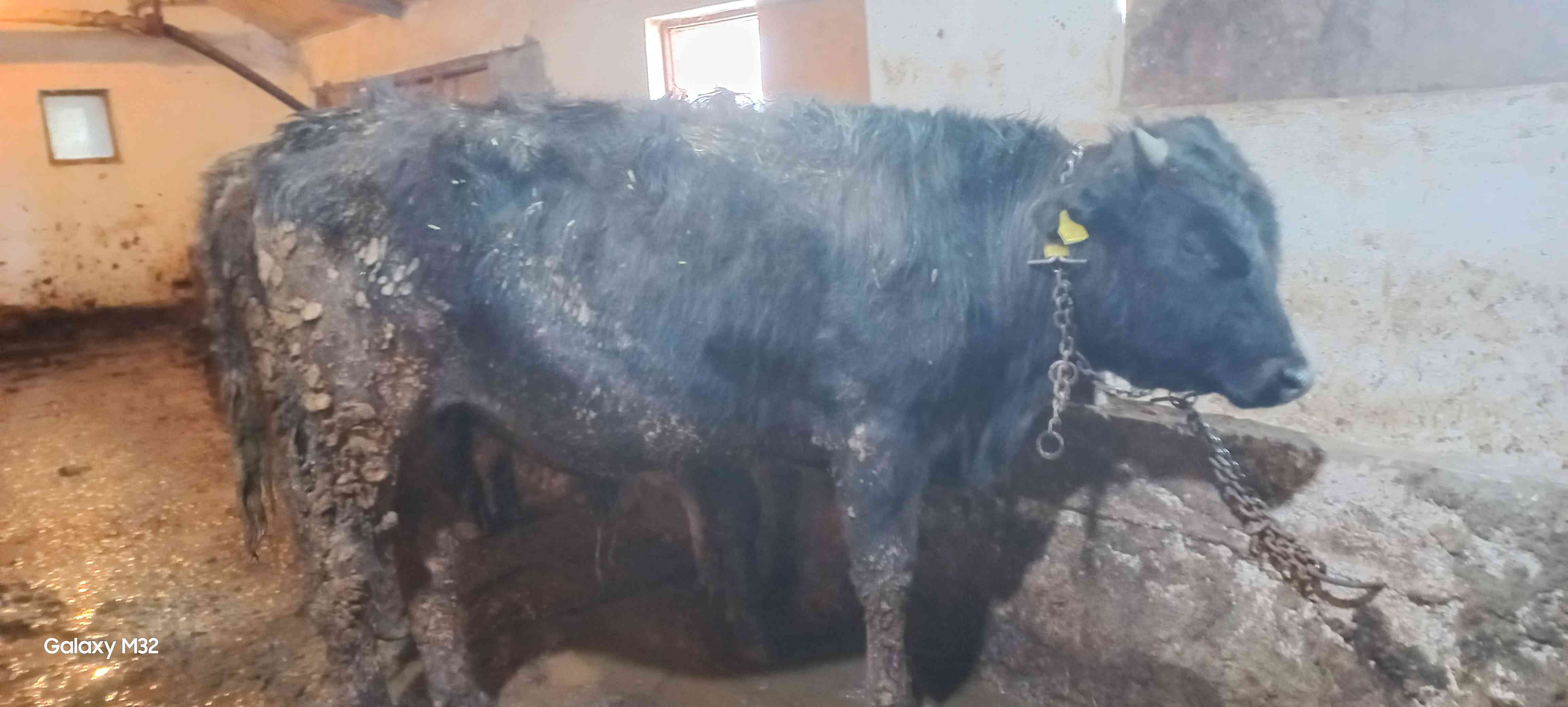 kurbanlık dana düve