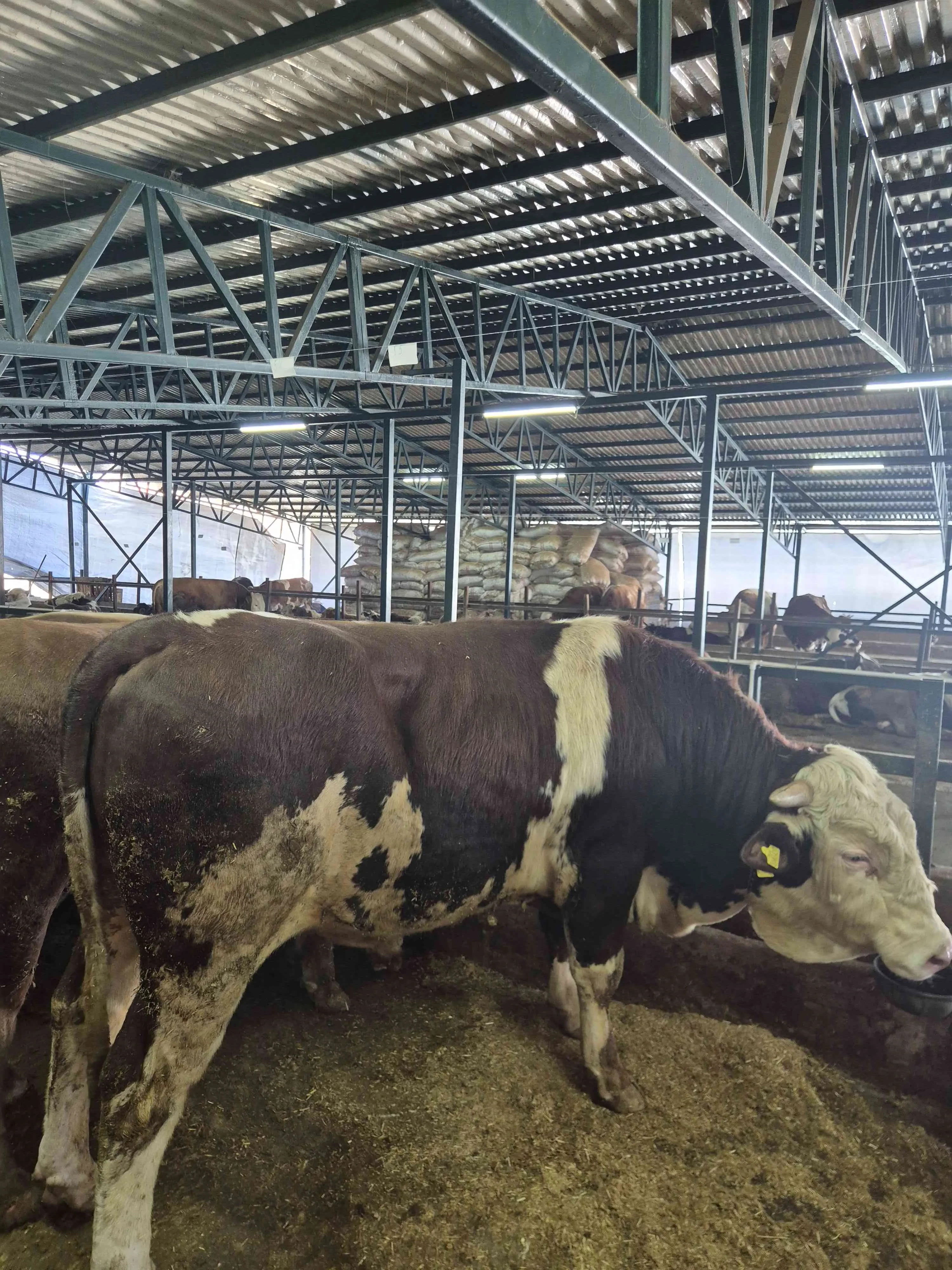 Kurbanlık 650 kg tosun kesim hisseleme dahil