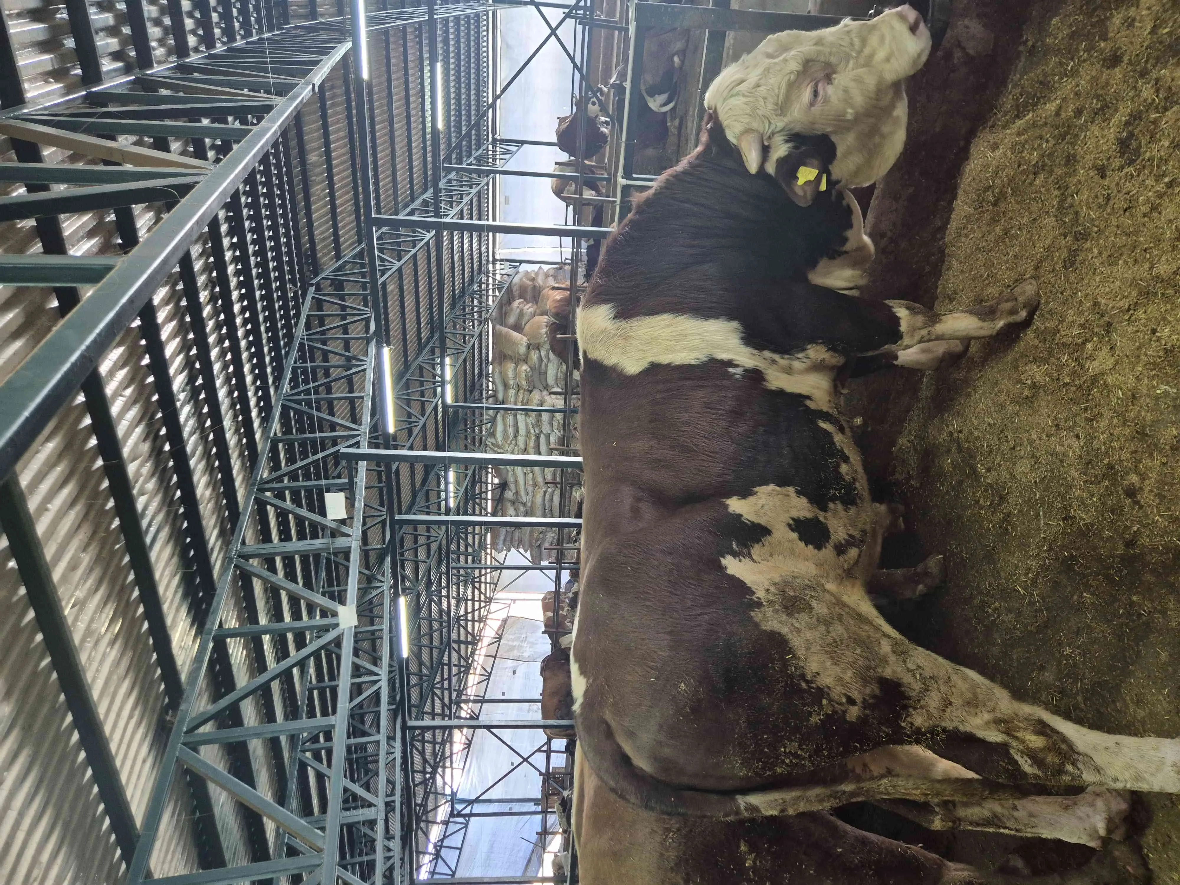 Kurbanlık 650 kg tosun kesim hisseleme dahil