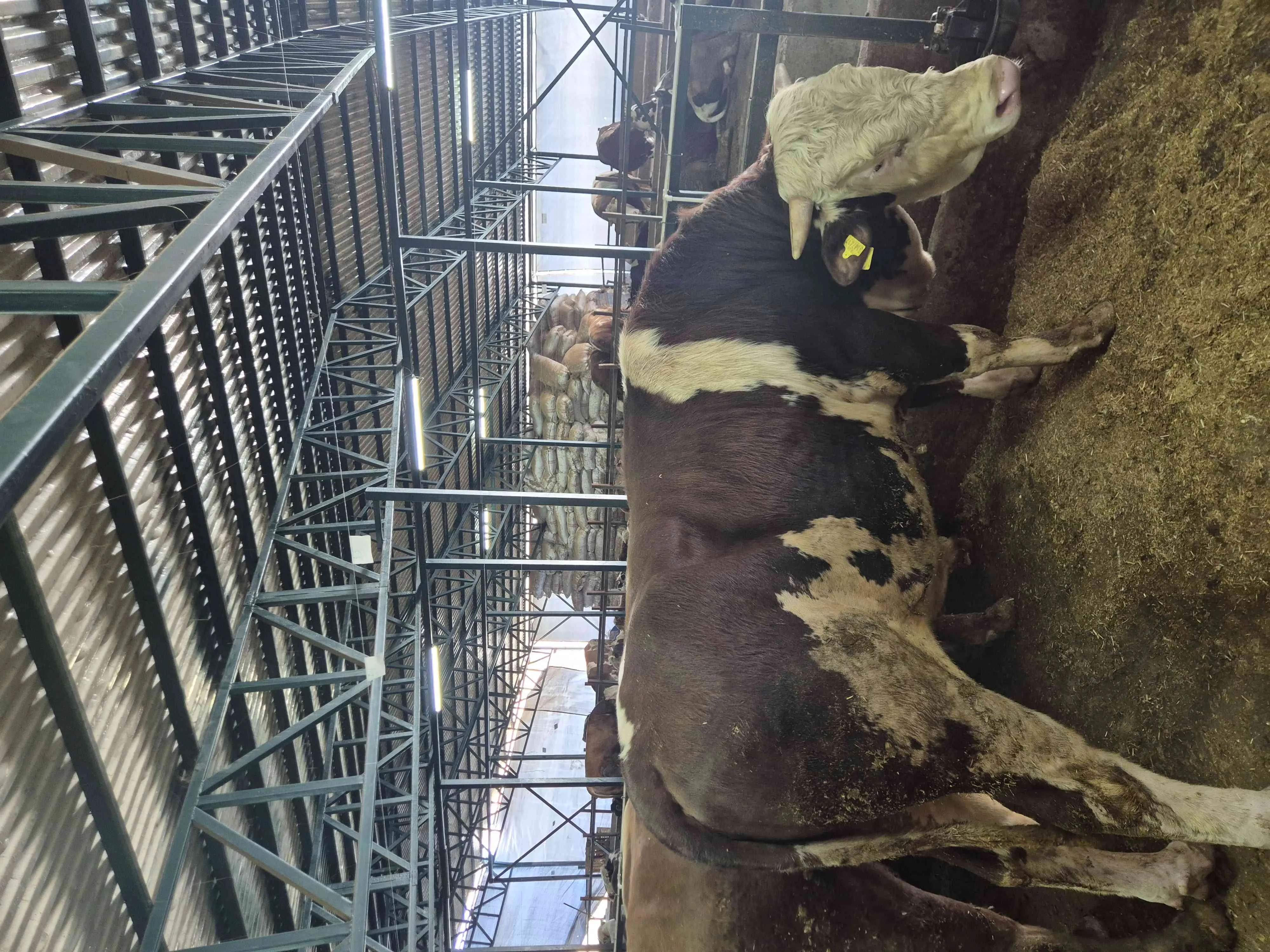 Kurbanlık 650 kg tosun kesim hisseleme dahil
