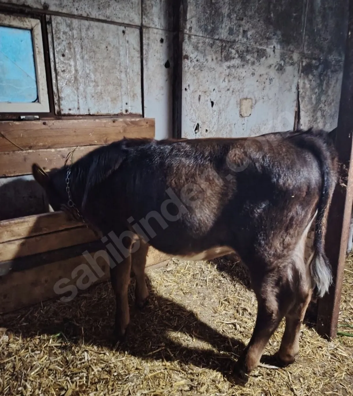 Orijinal jarsey inek -buzağısı yanında