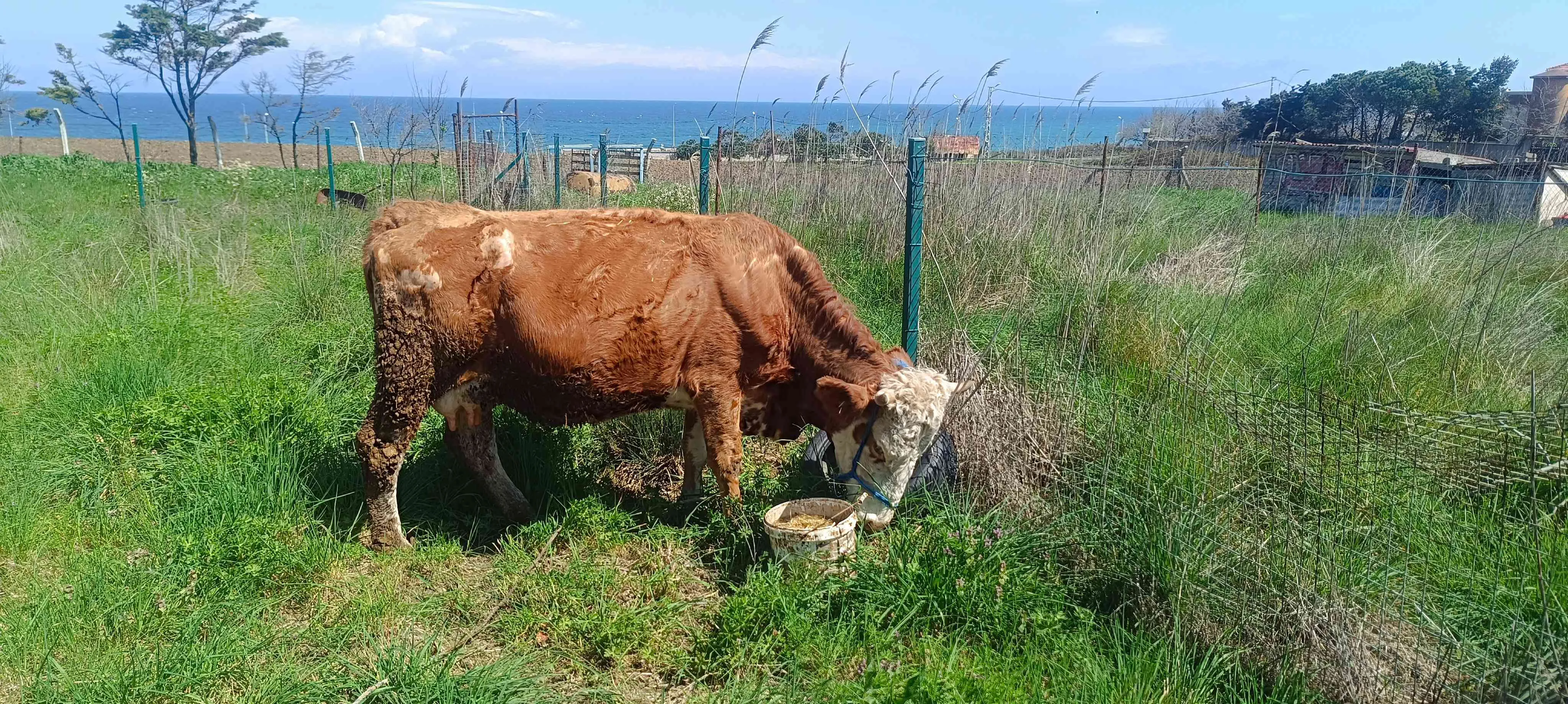 Simental inek 2aylik cins buzağısı ile+yerli kırmızı düve