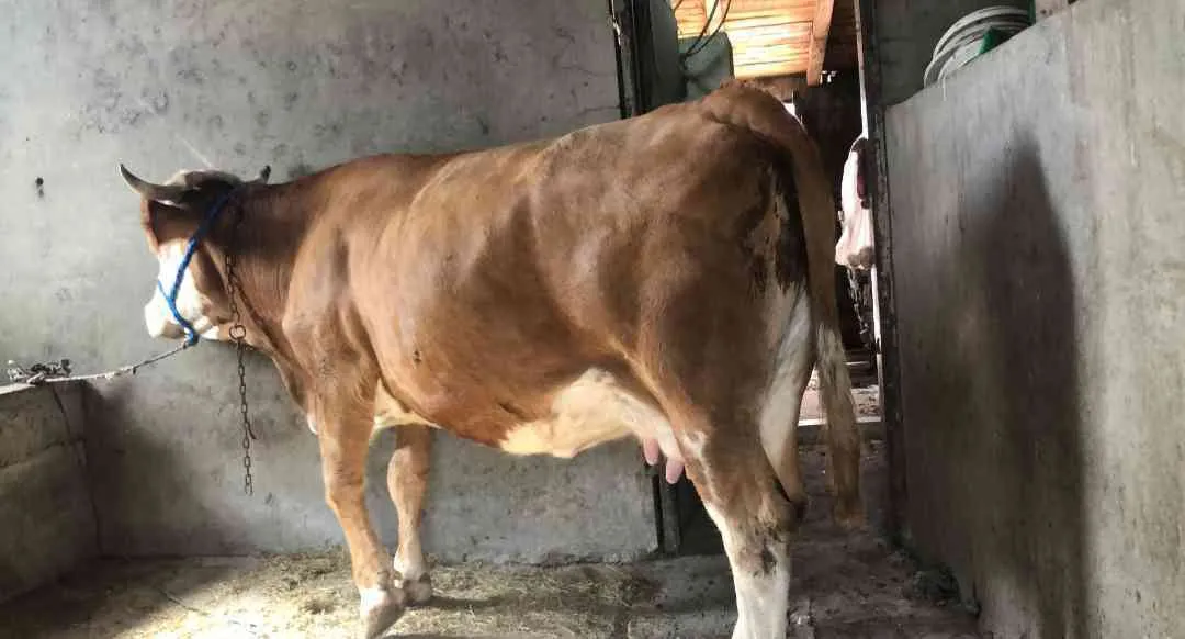 Simental inek 2aylik cins buzağısı ile+yerli kırmızı düve
