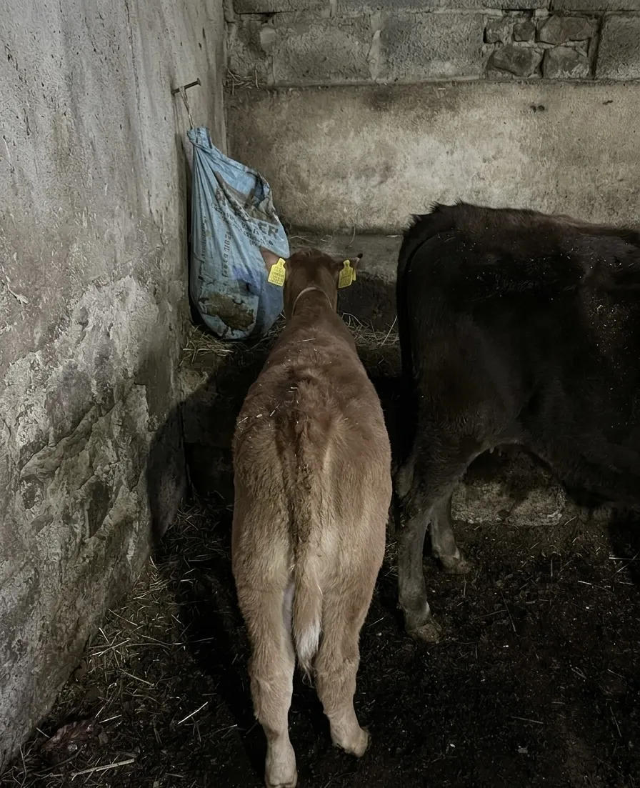 2 aylık