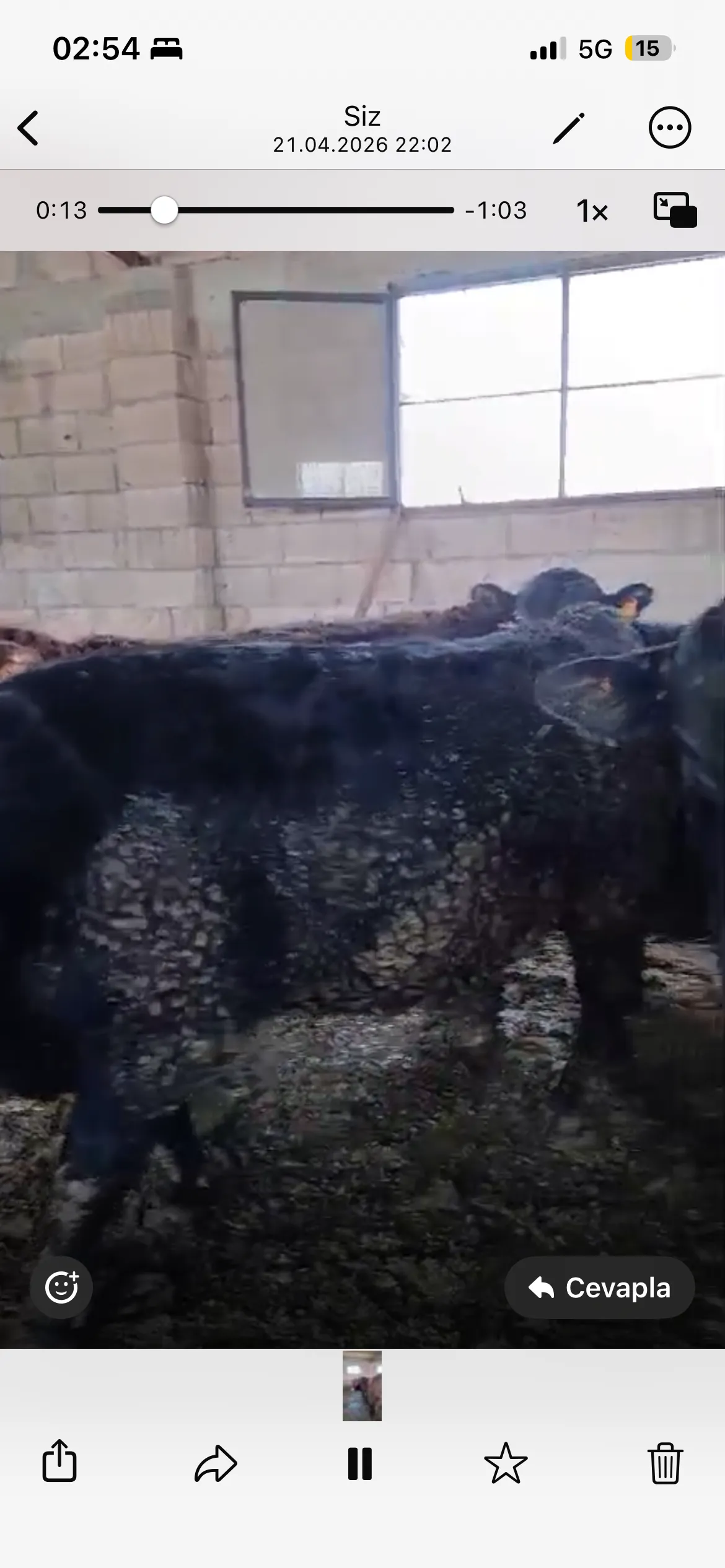 Angus