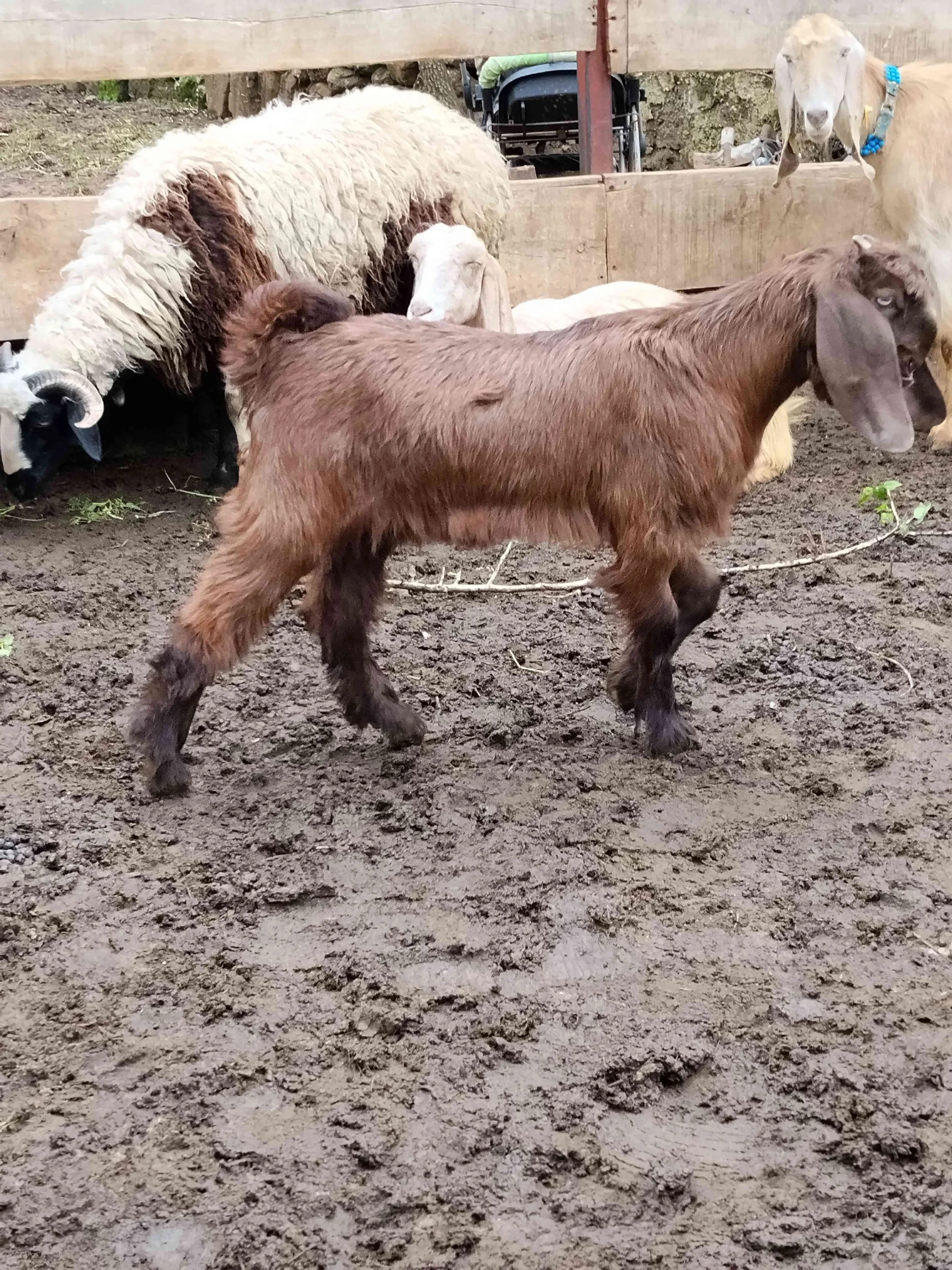 Halep_şami keçisi