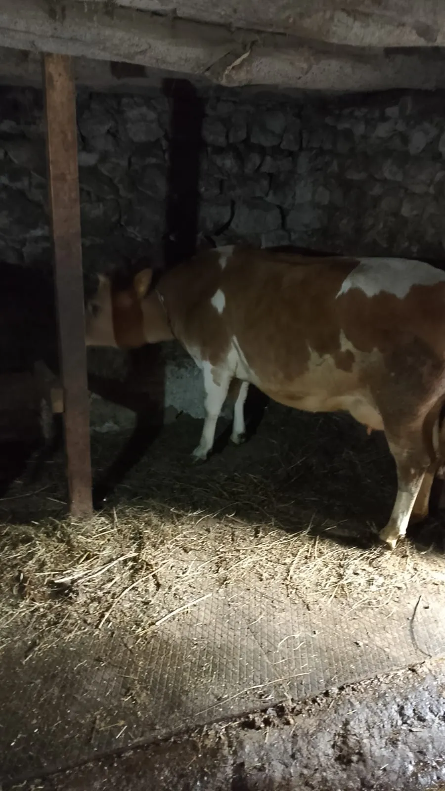 Kurbanlık Dana