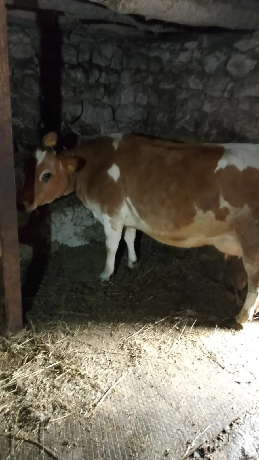 Kurbanlık Dana