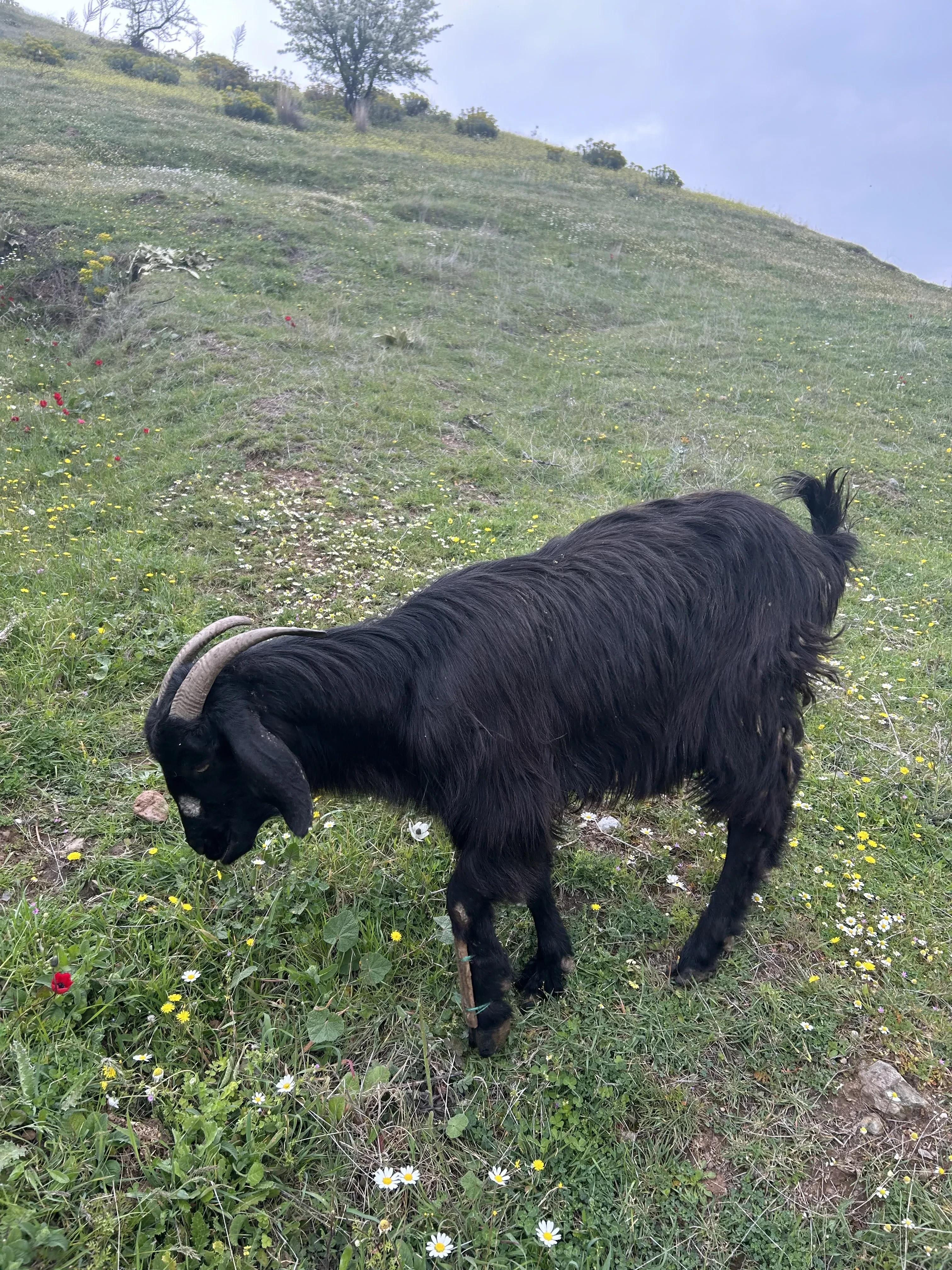 Kıl keçisi saanen sütlü keçi