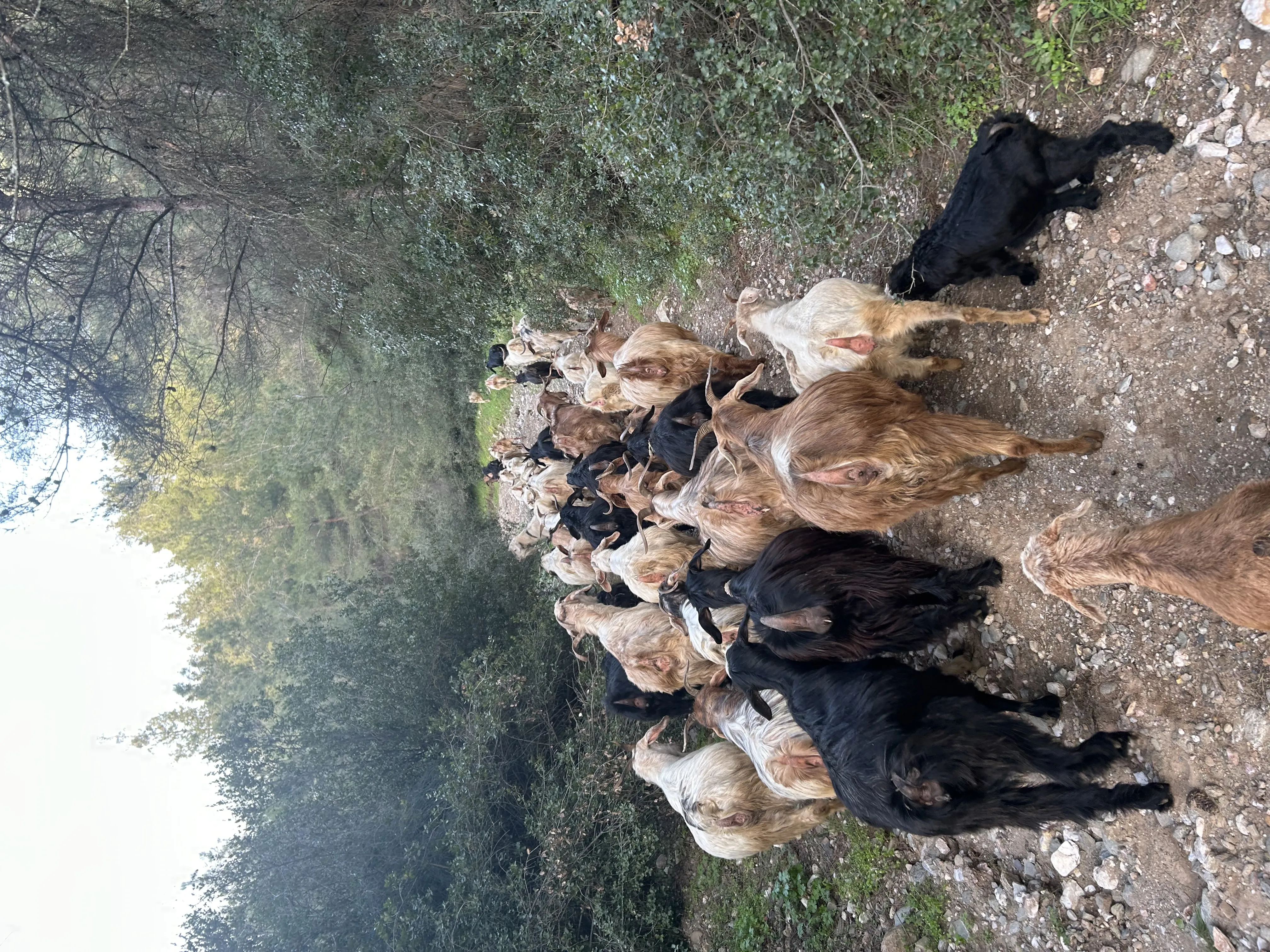 Kıl keçisi saanen sütlü keçi