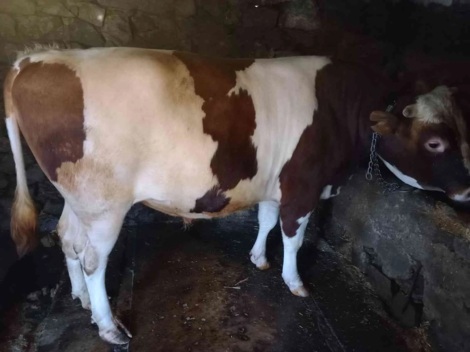 Holstein kırması. Kendi yetiştirmemız