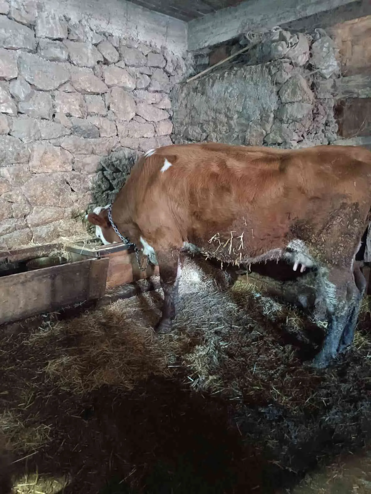 Simental inek 7 aylık gebe inek 4 doğumunda bir