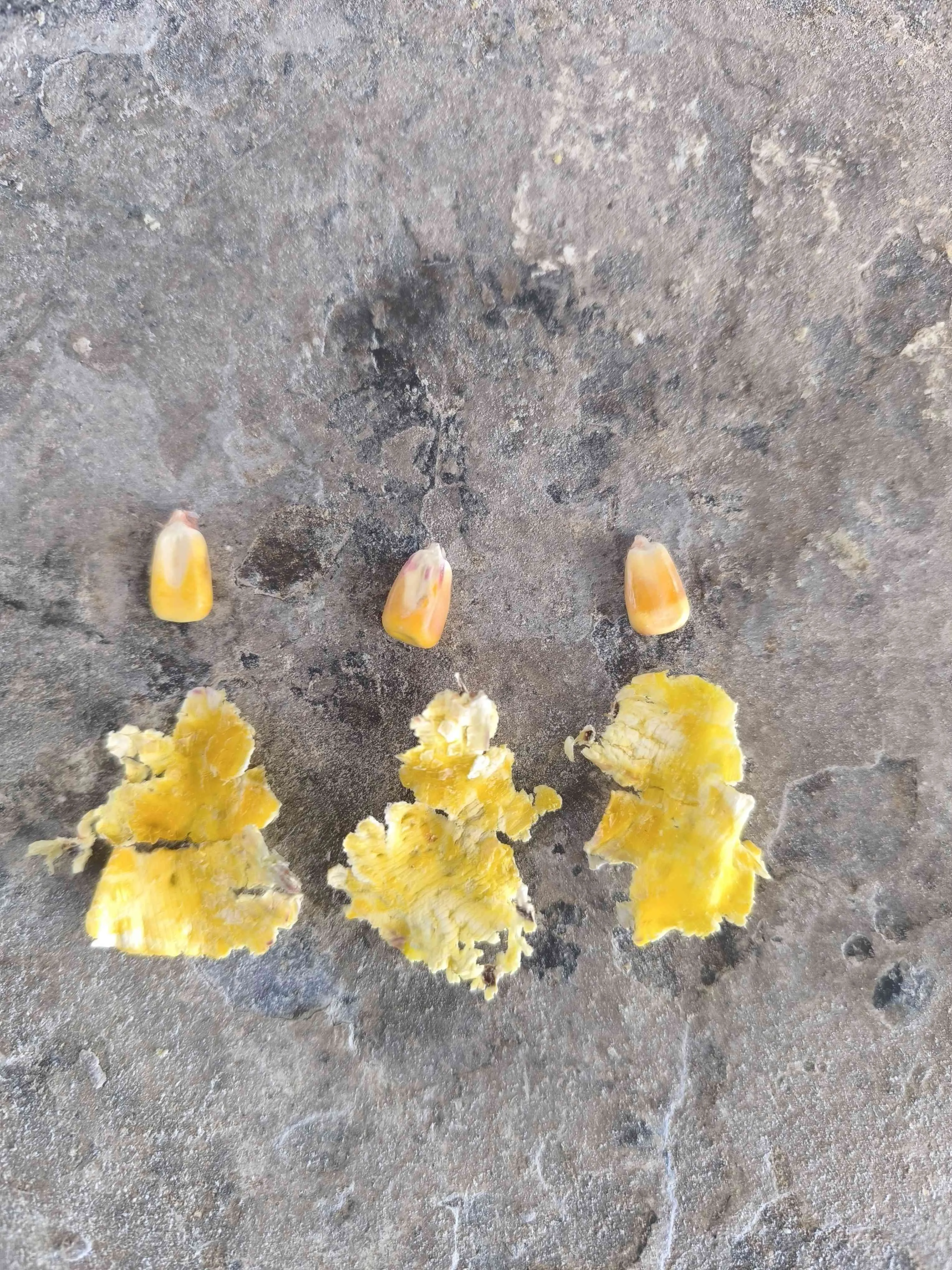 Mısır flake