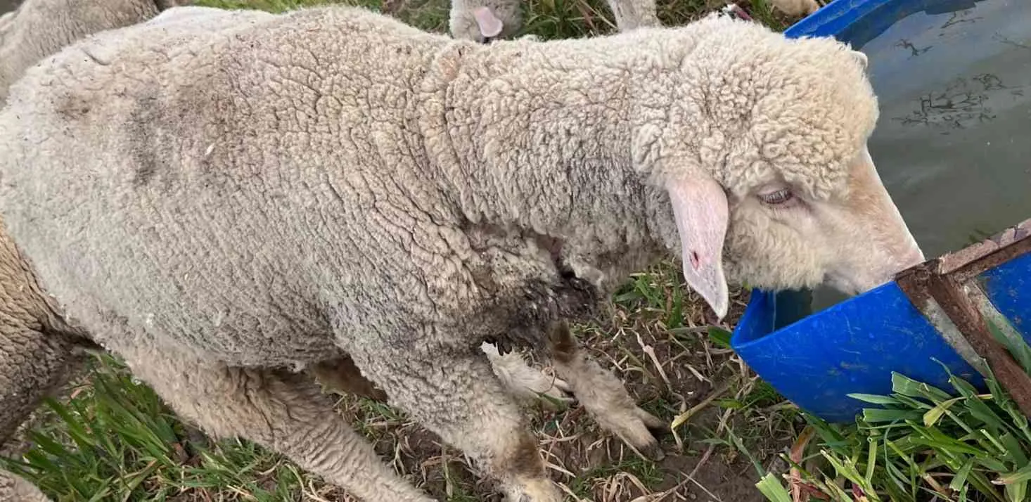 Merinos dişi kuzu