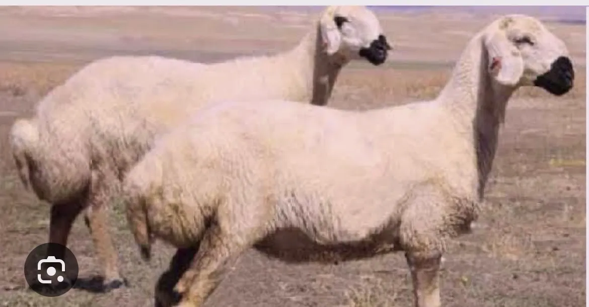 Kurbanlık adaklık