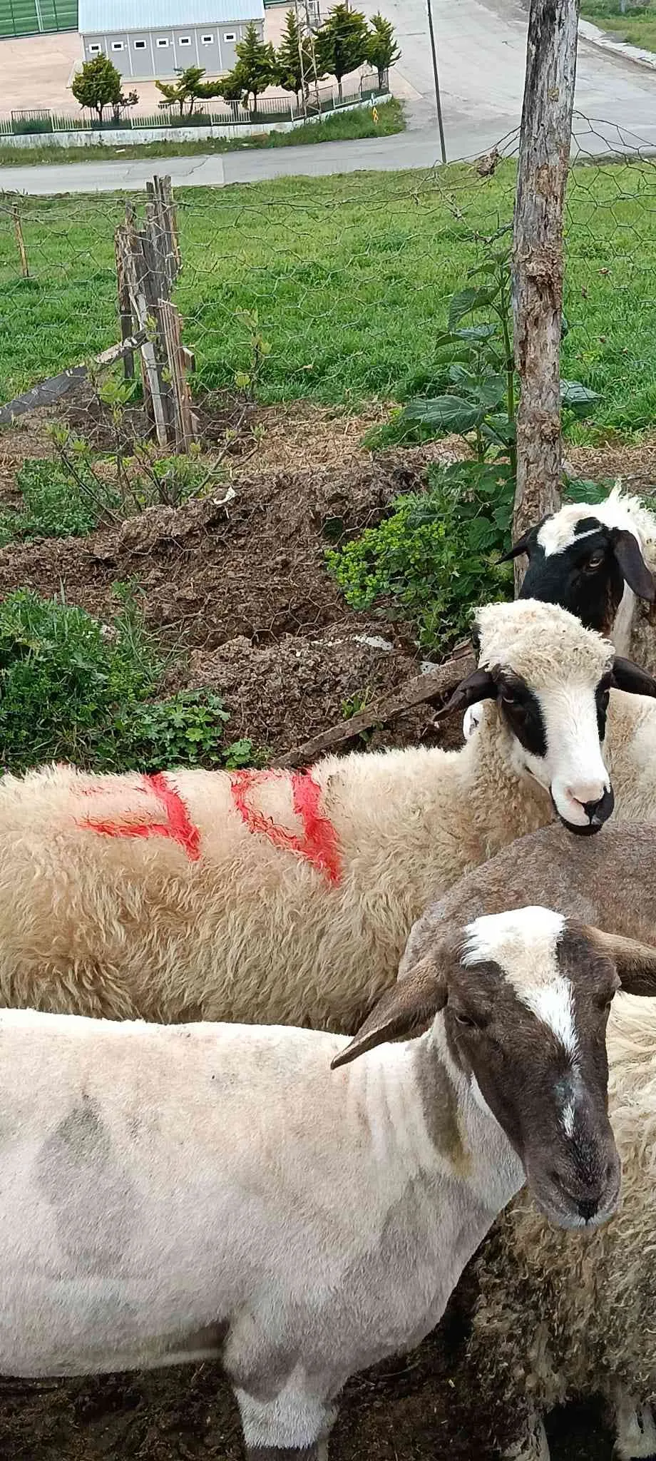 Her bütçeye uygun kurbanlığımız mevcuttur.