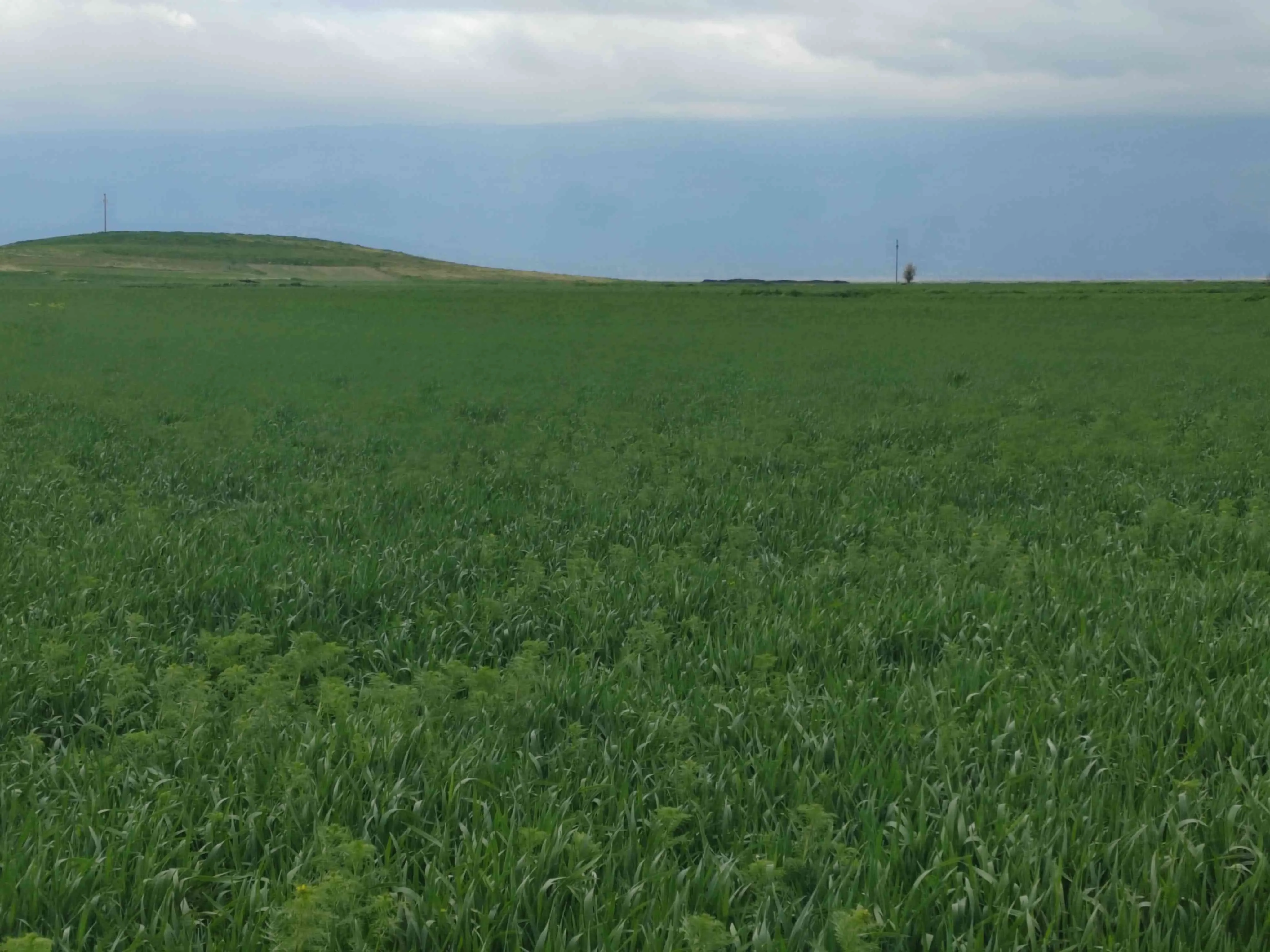 Tritikale balyası