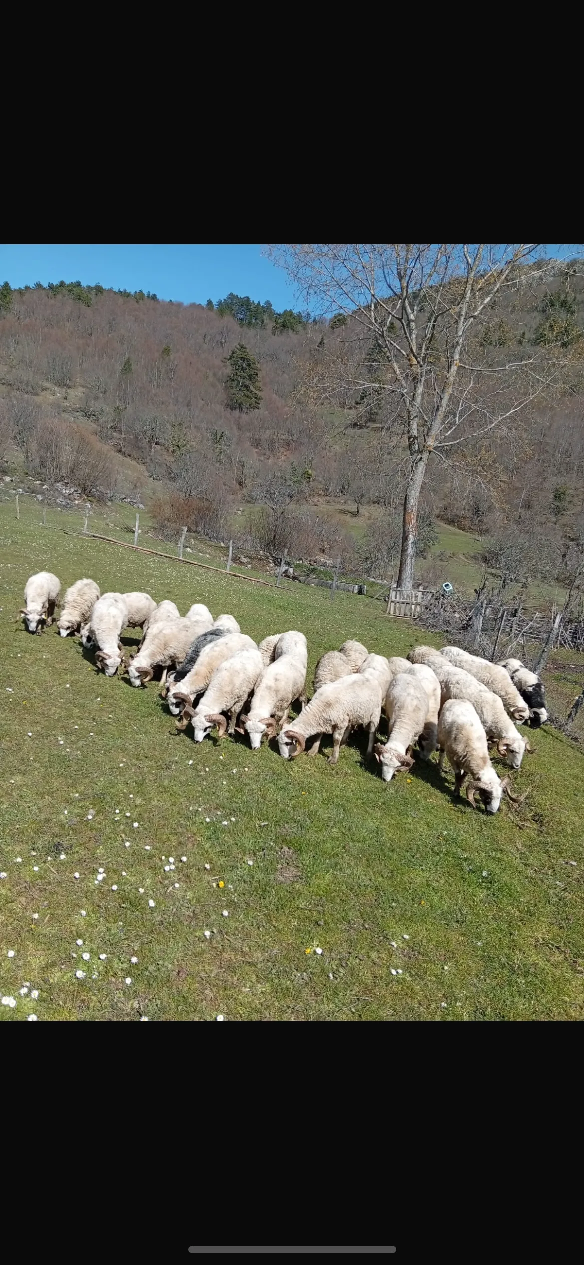 Kurbanlık koç
