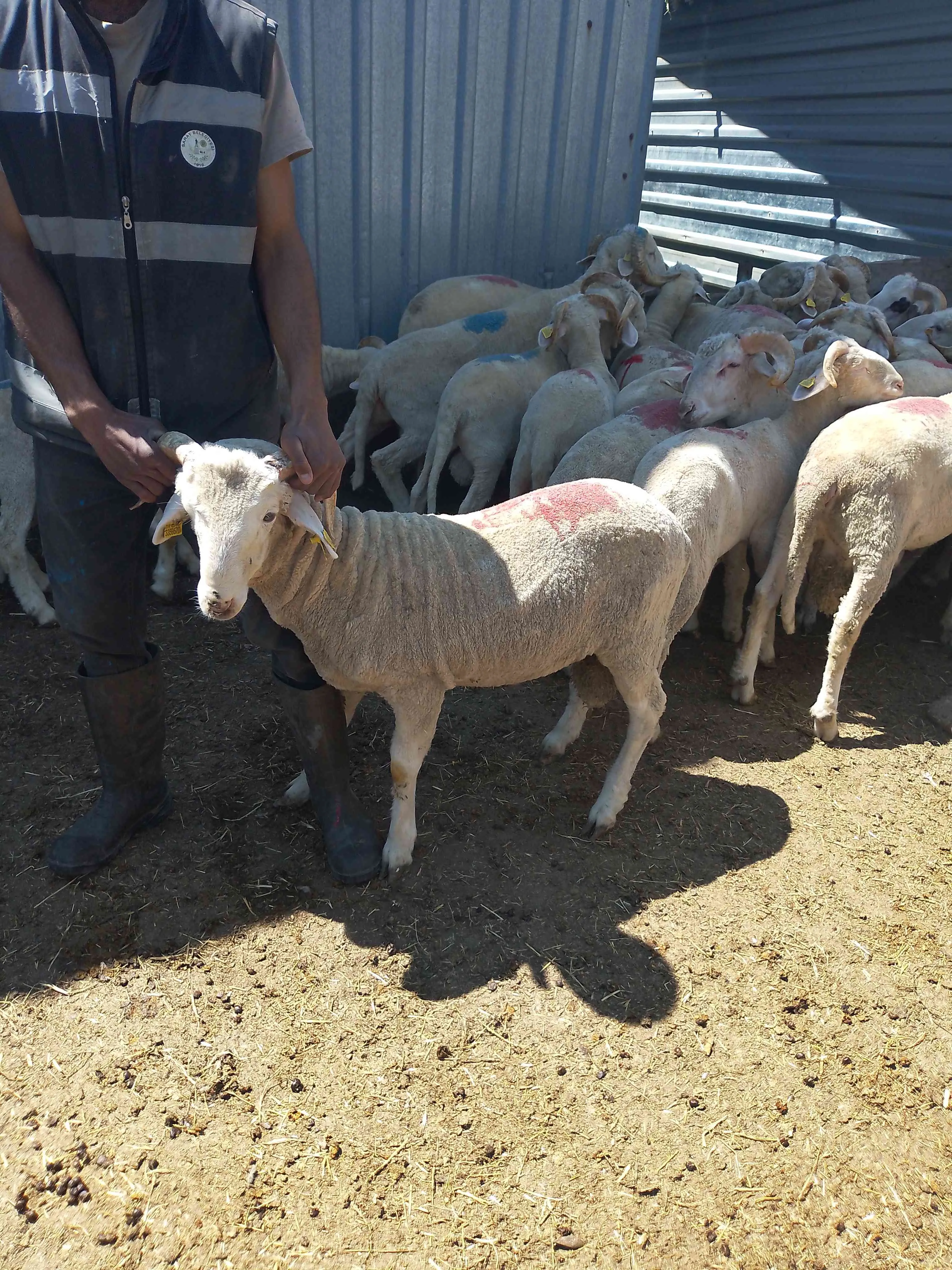 Merinos koç