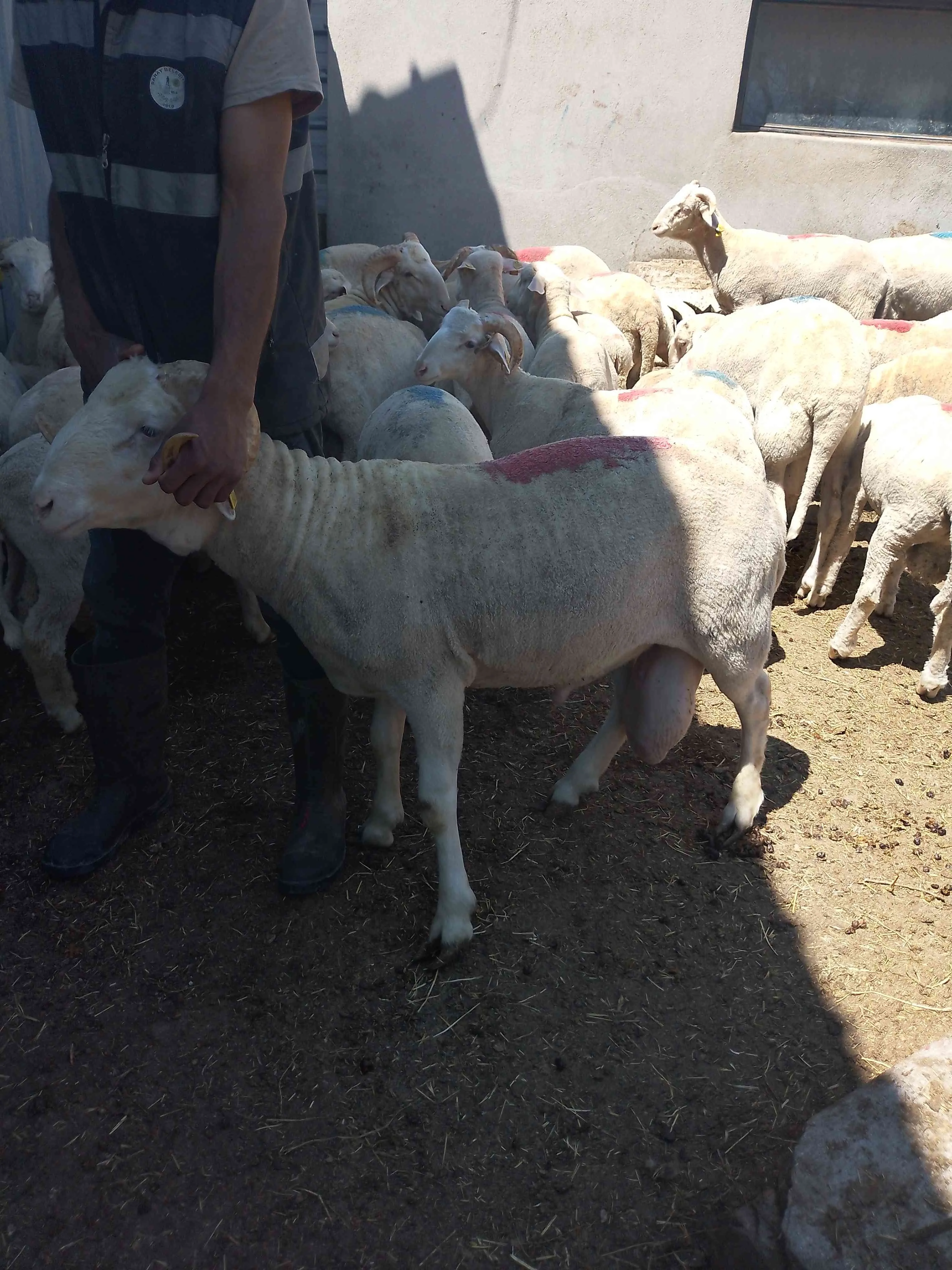 Merinos koç
