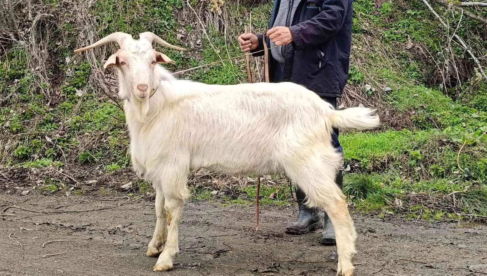 Kurban adak efe Teke