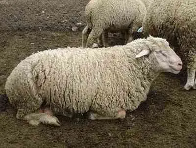 İki adet gebe koyun merinos ve kıvırcık cinsi