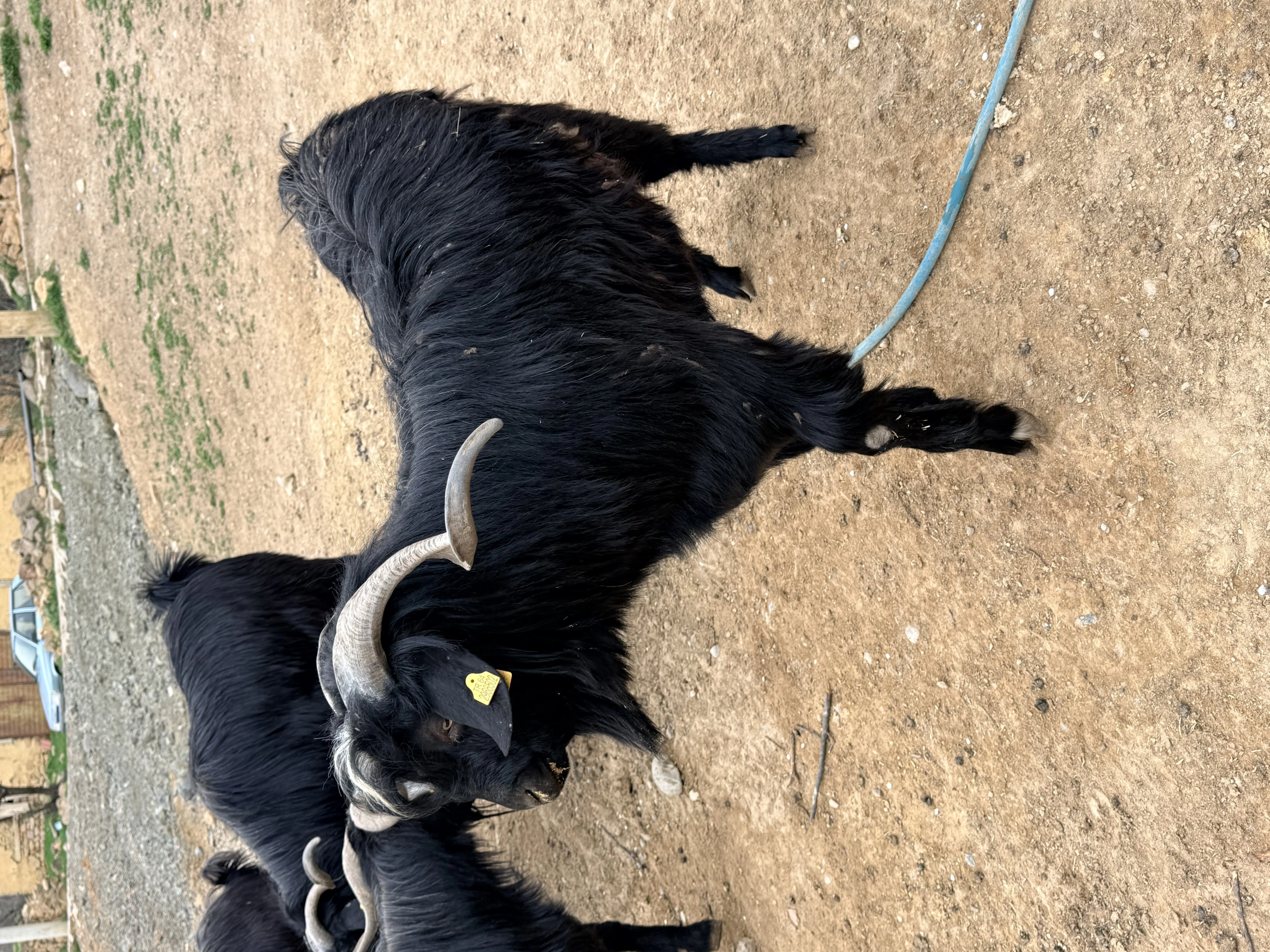 Sahibinden otlak yayla kurbanlık