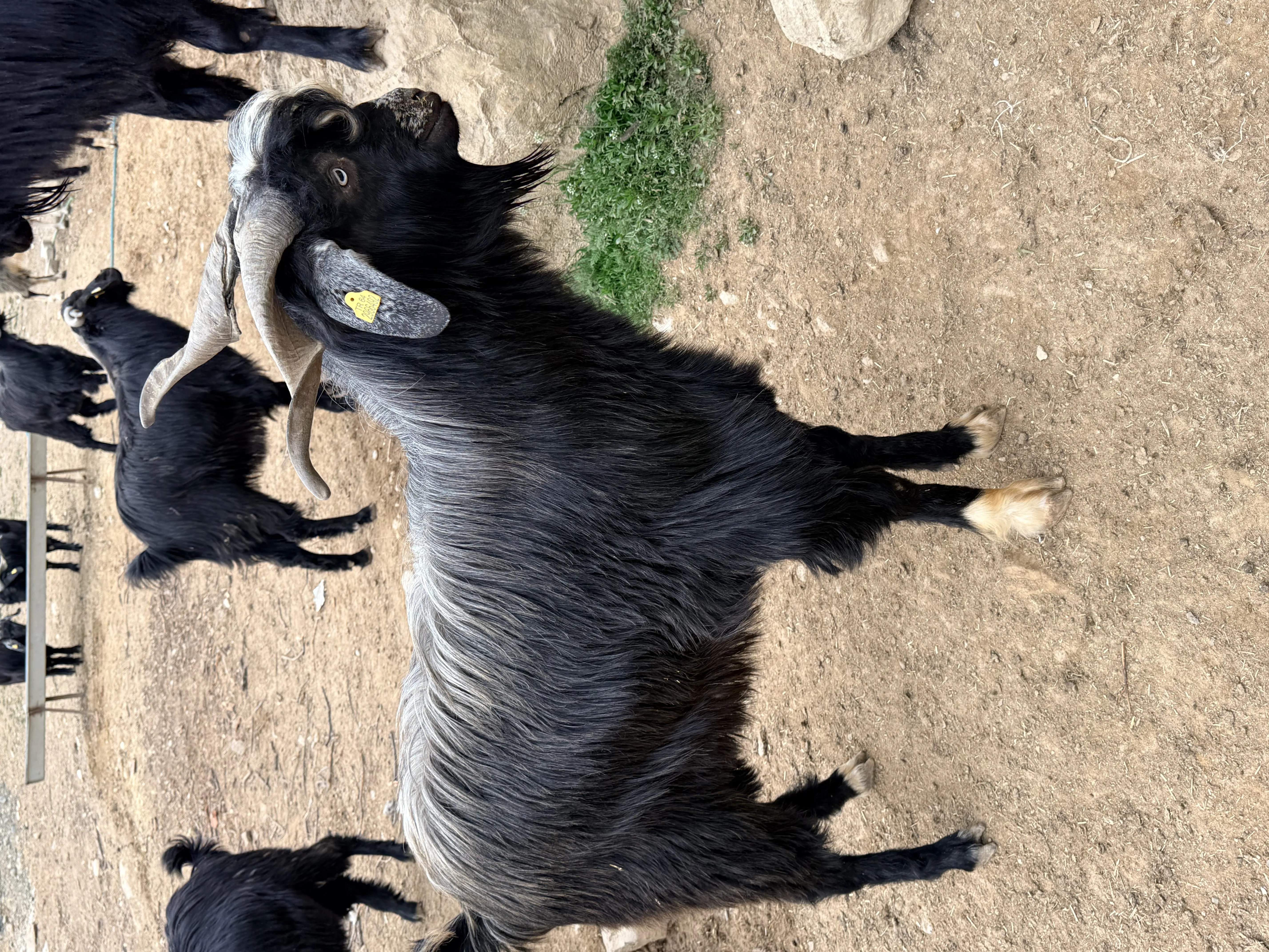 Sahibinden otlak yayla kurbanlık