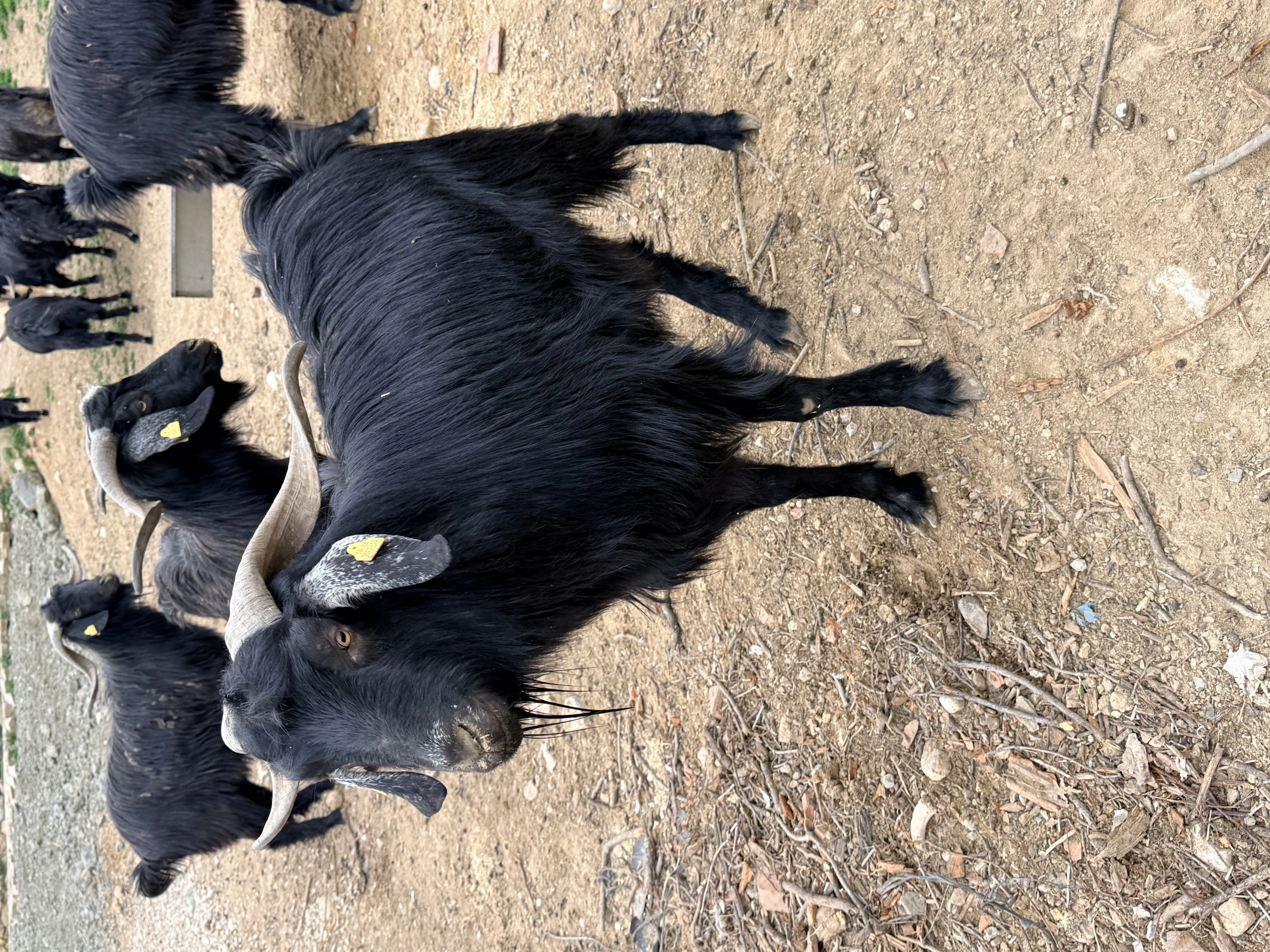 Sahibinden otlak yayla kurbanlık