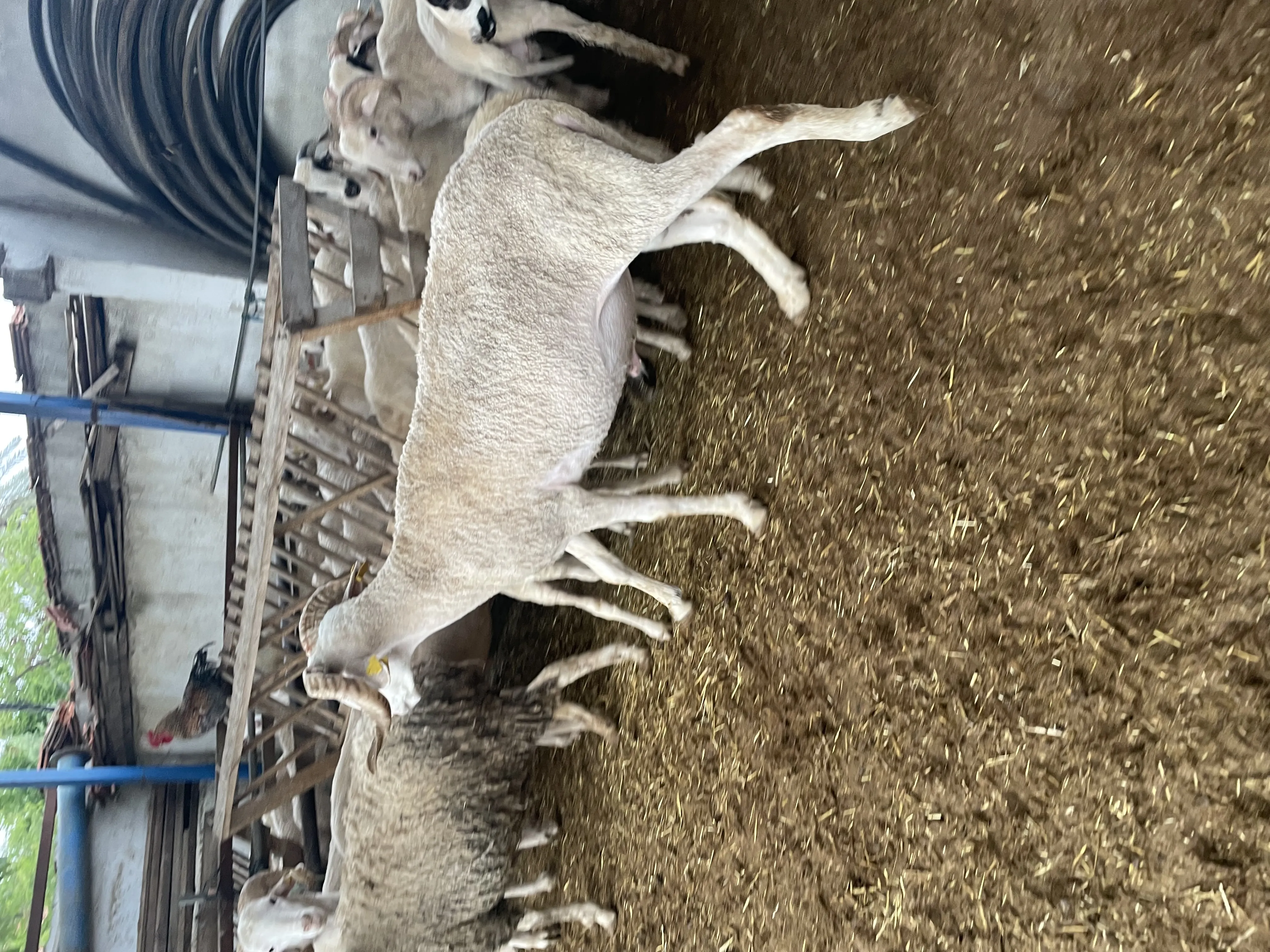 Kurbanlık adaklık Koç