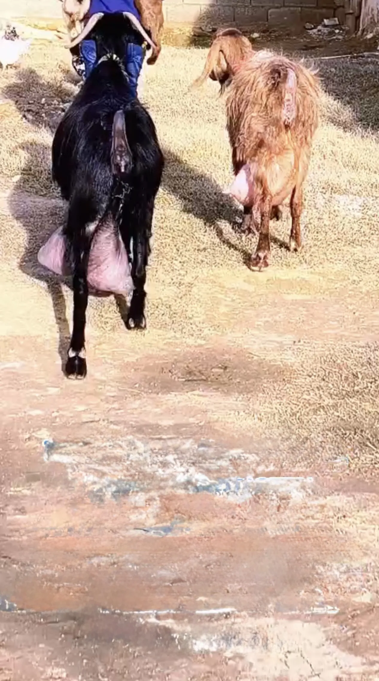 Süt keçileri