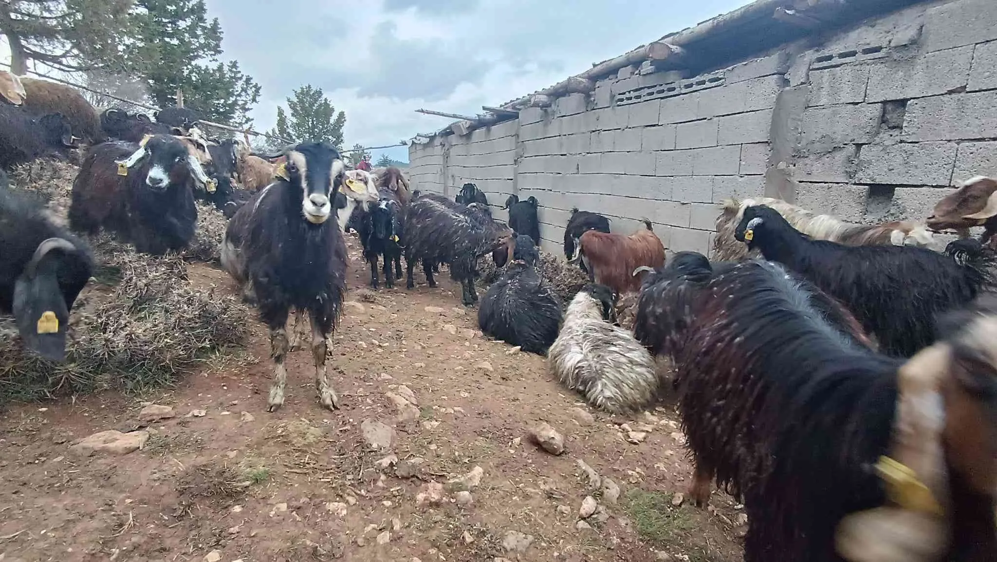 Satılık çebiç ,keçi