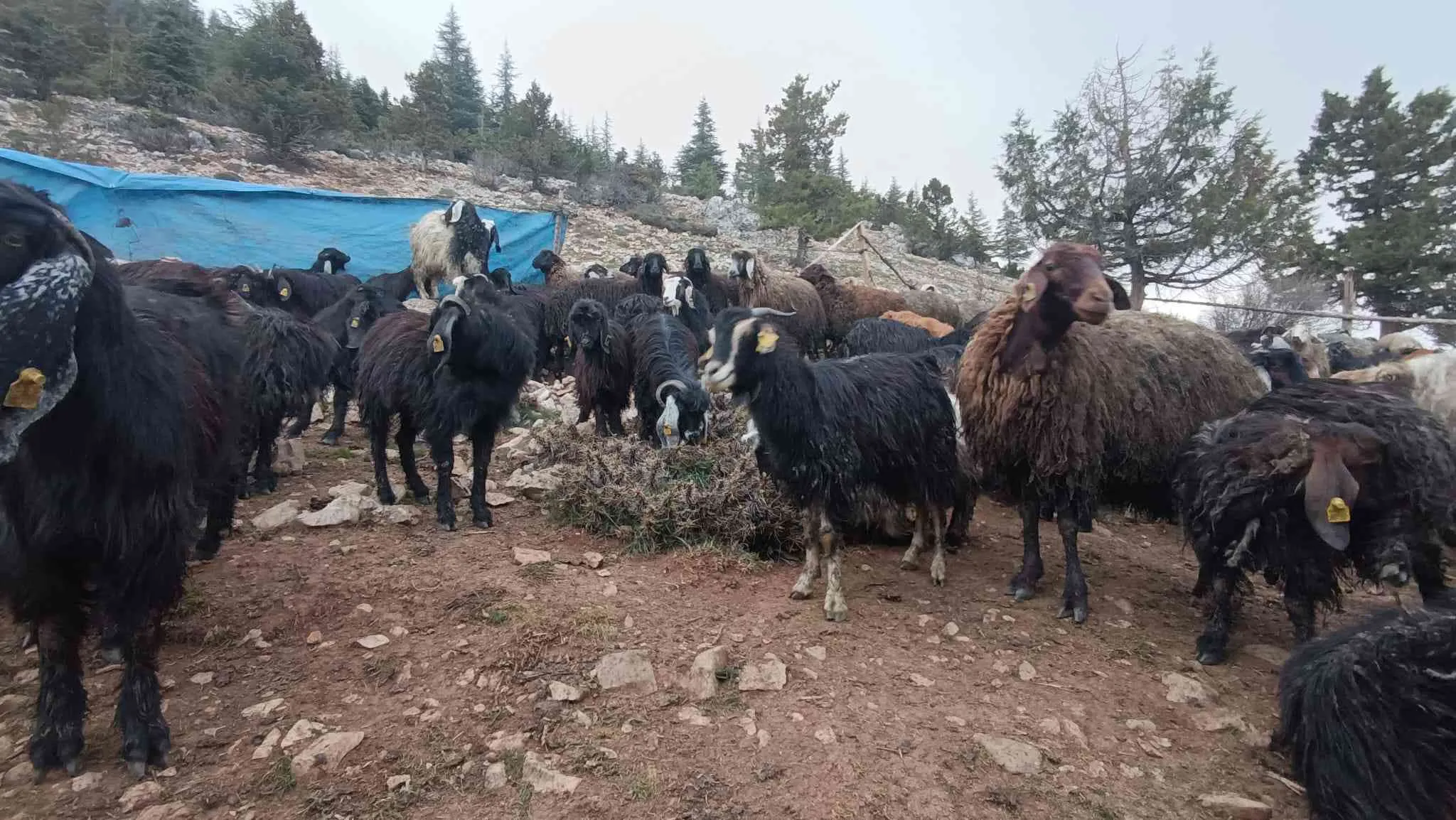 Satılık çebiç ,keçi