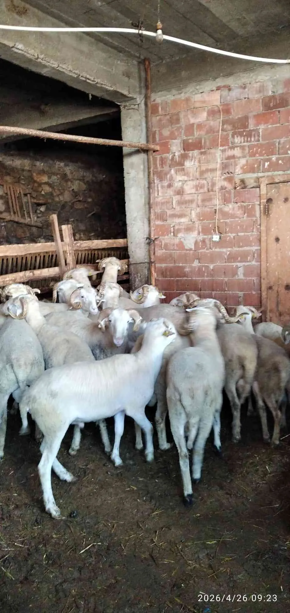 Her bütçeye uygun kurbanlık bulunur