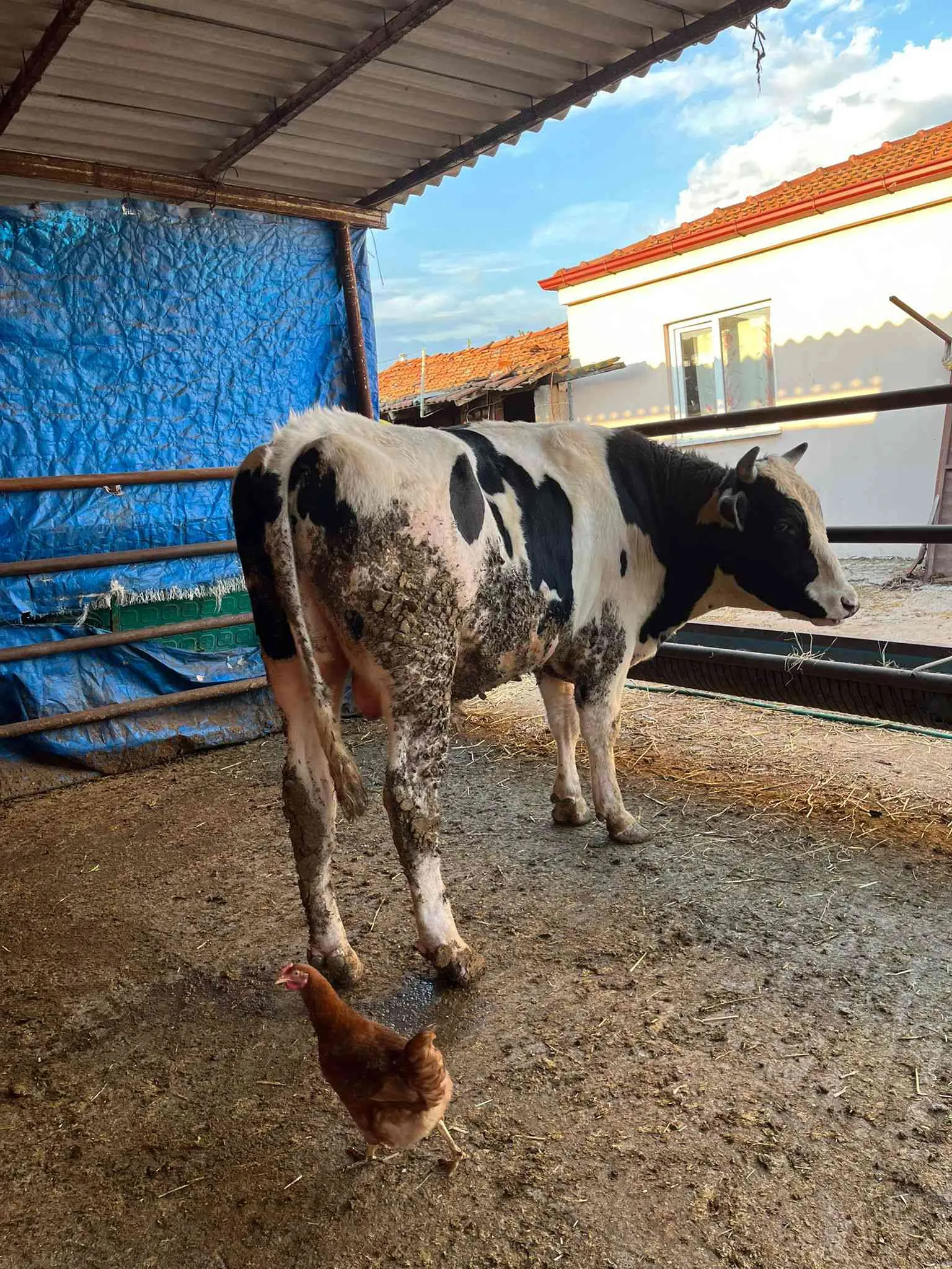 Kurbanlık boga