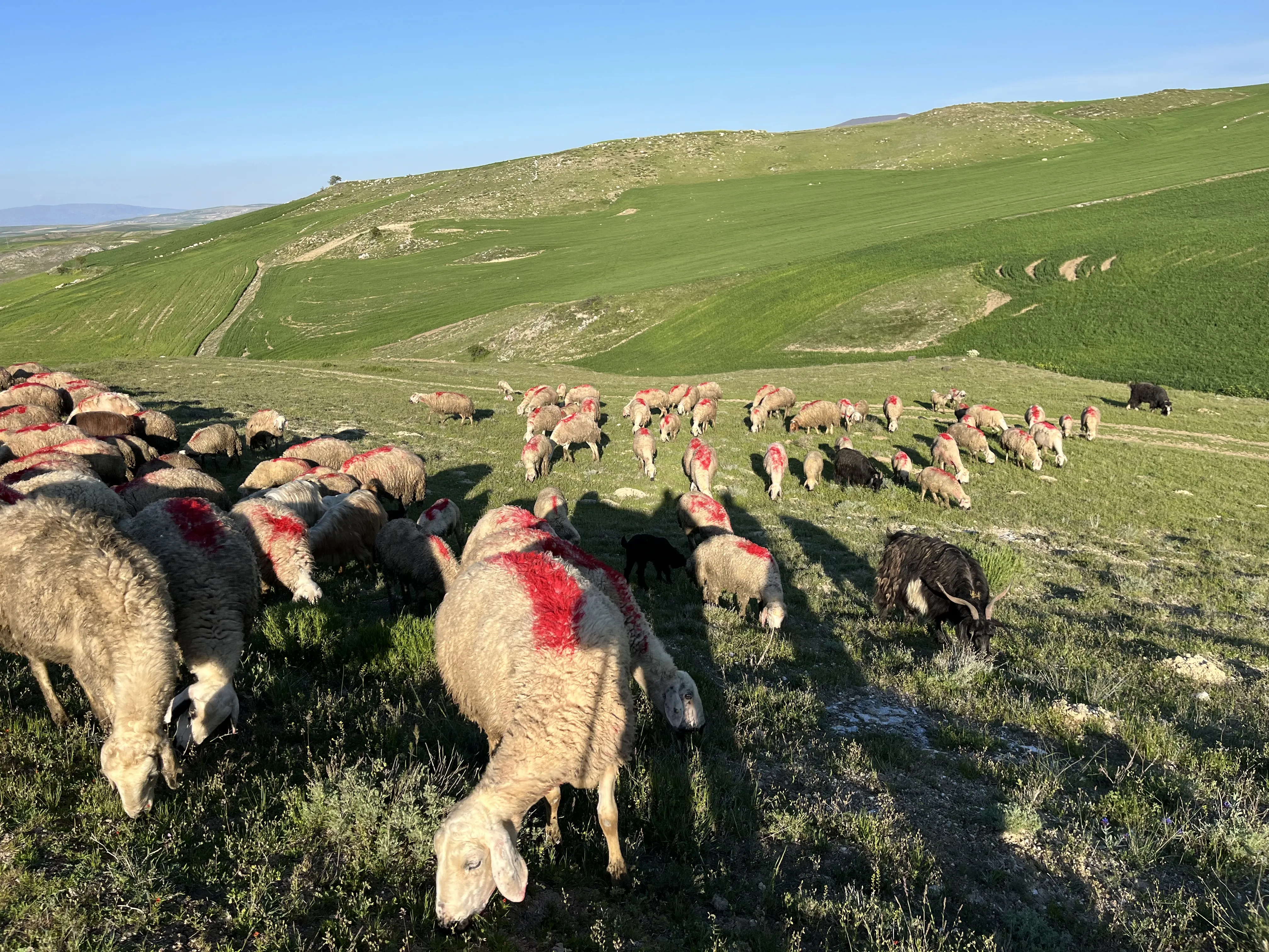 100 adet koyun 50 adet kuzu