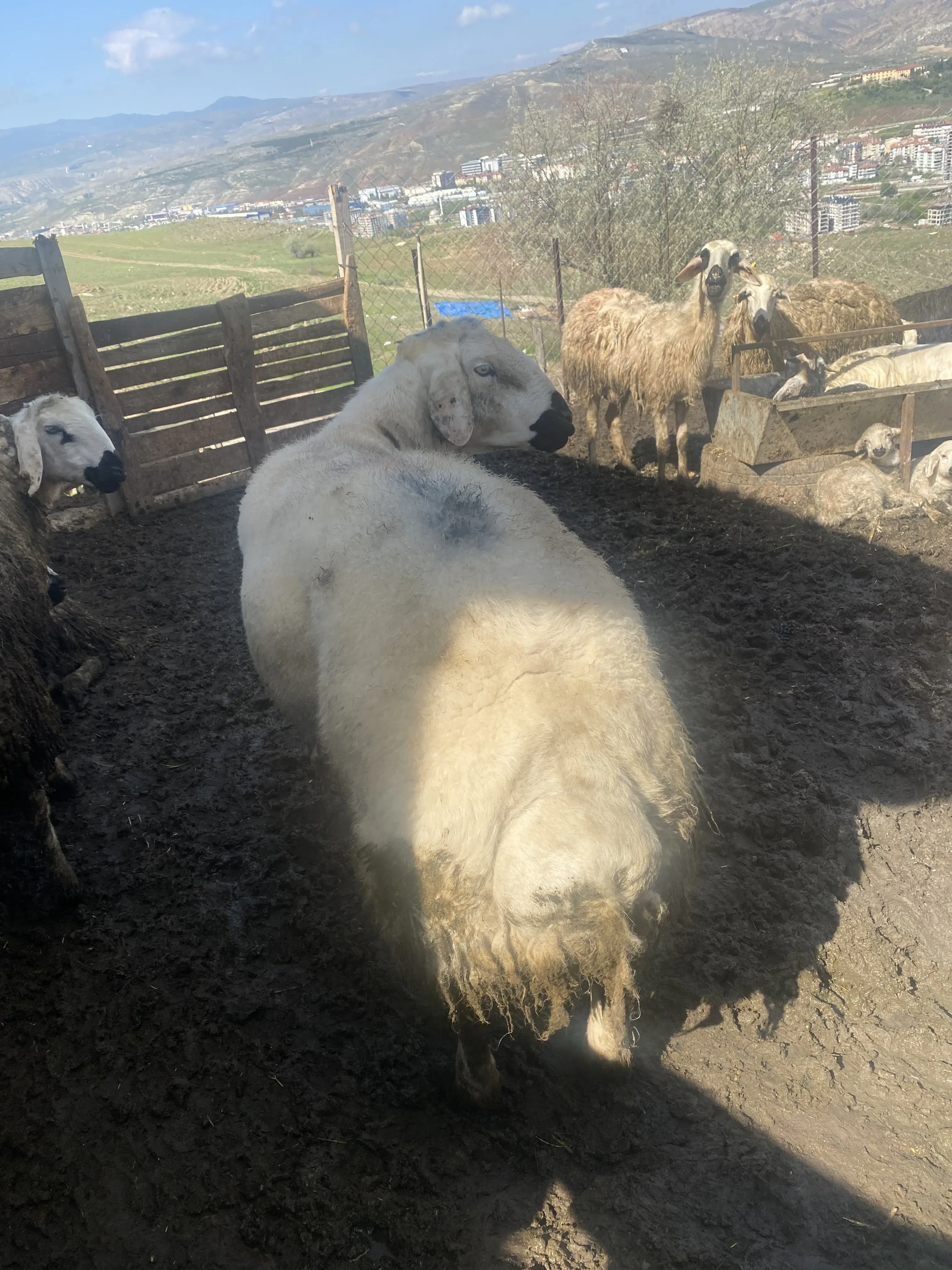 Kurbanlık BESİLİ KOÇ